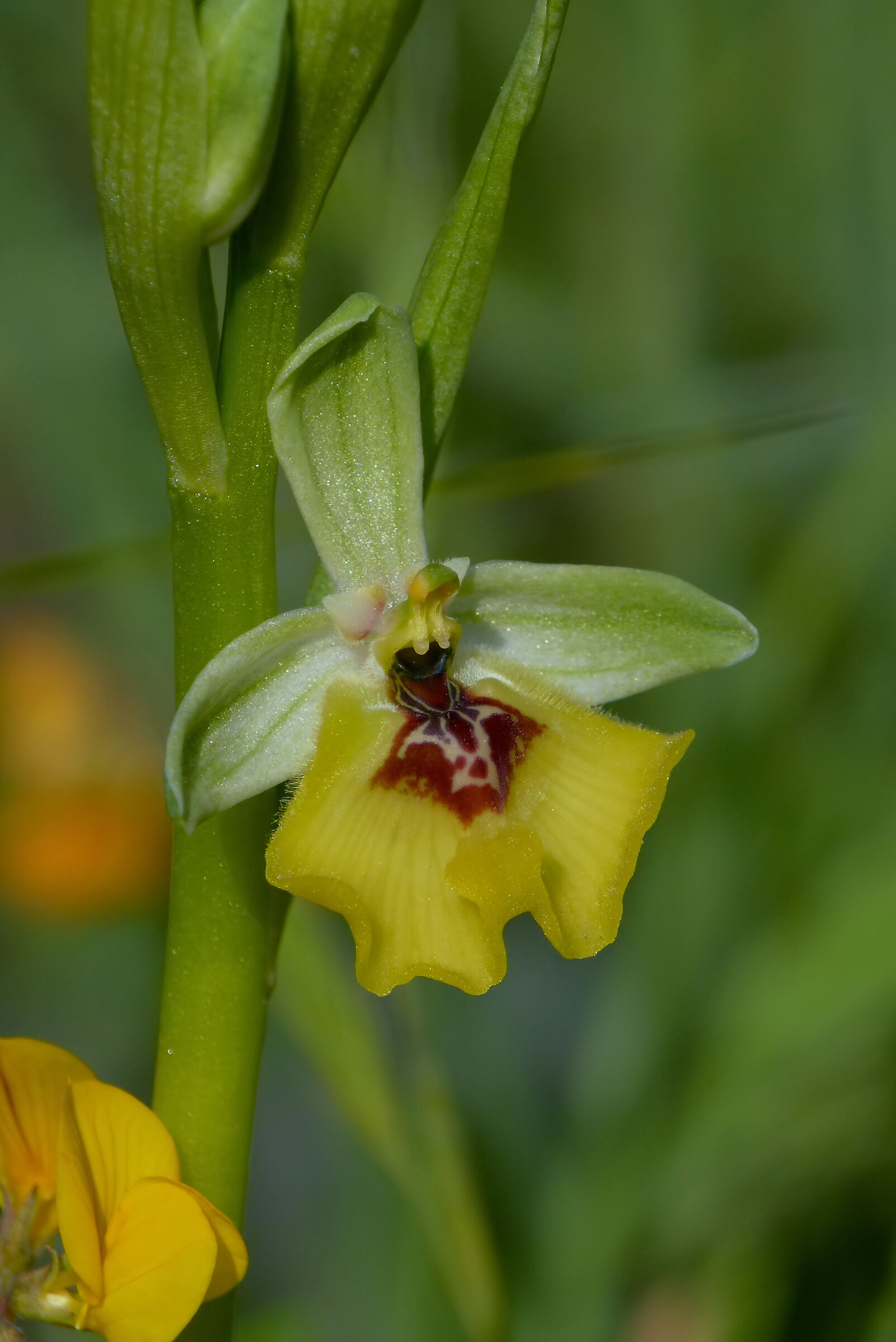 Ophrys lacaitae