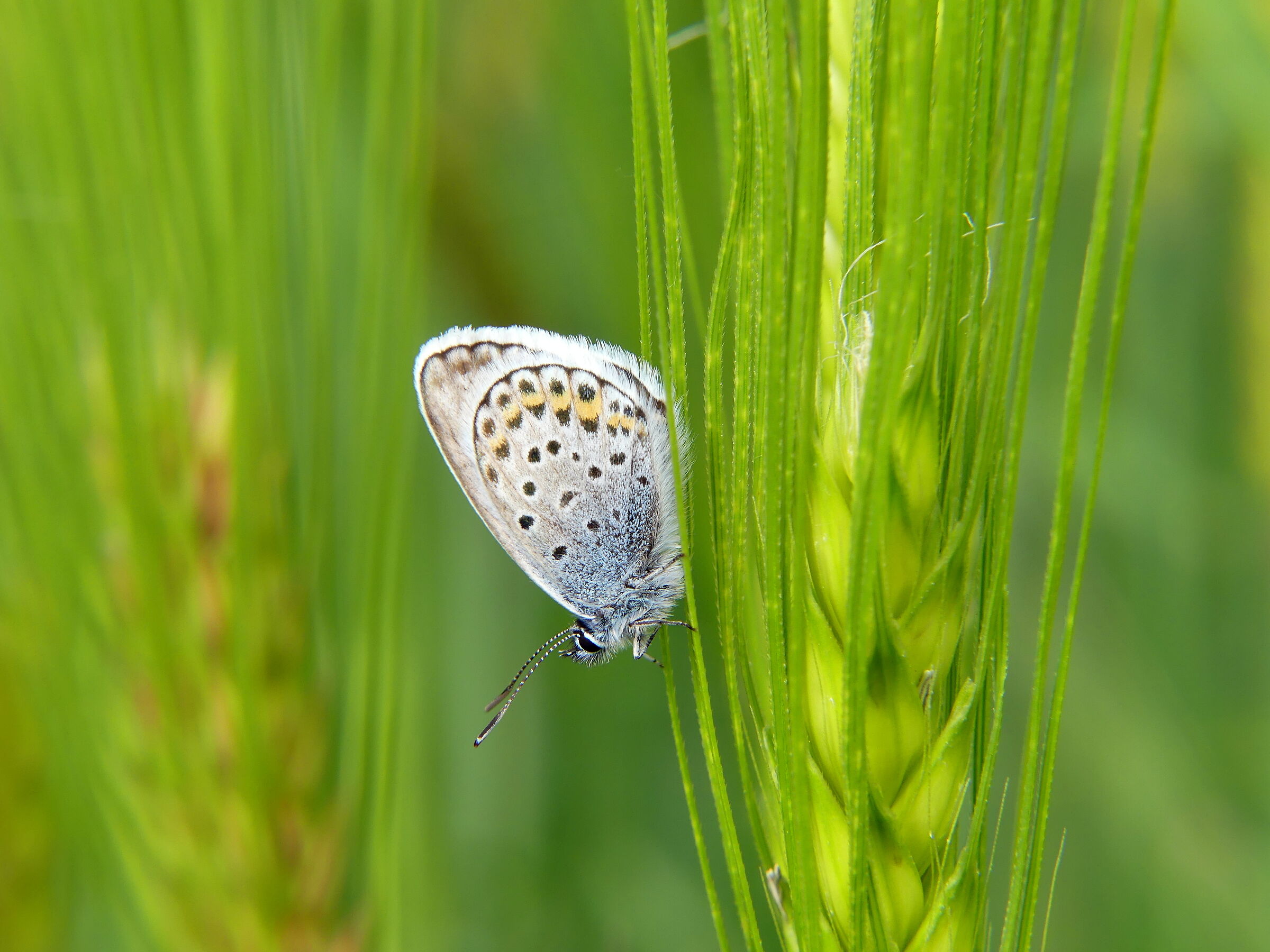 She also among the spikes