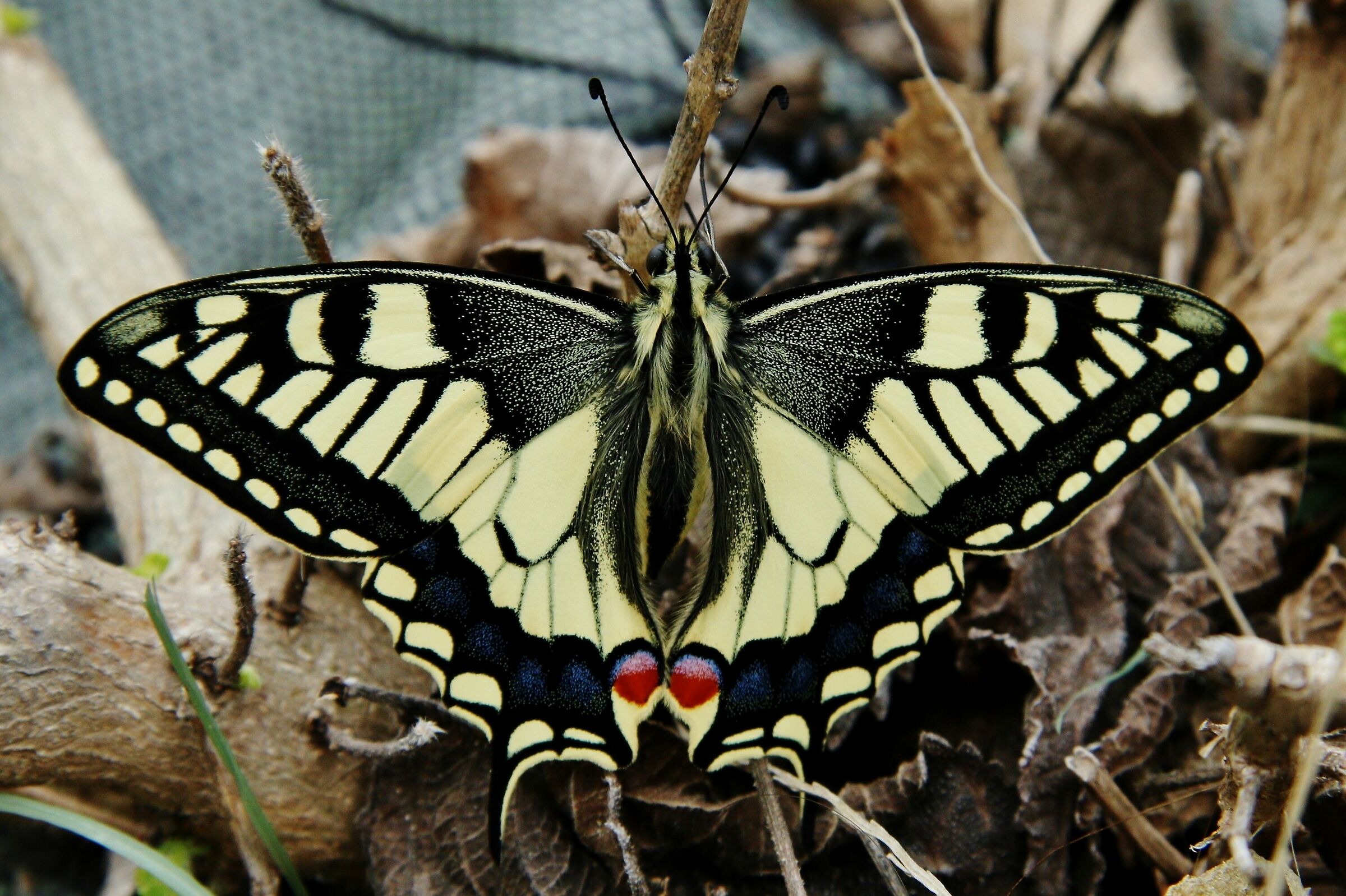 The Papilio Machaon