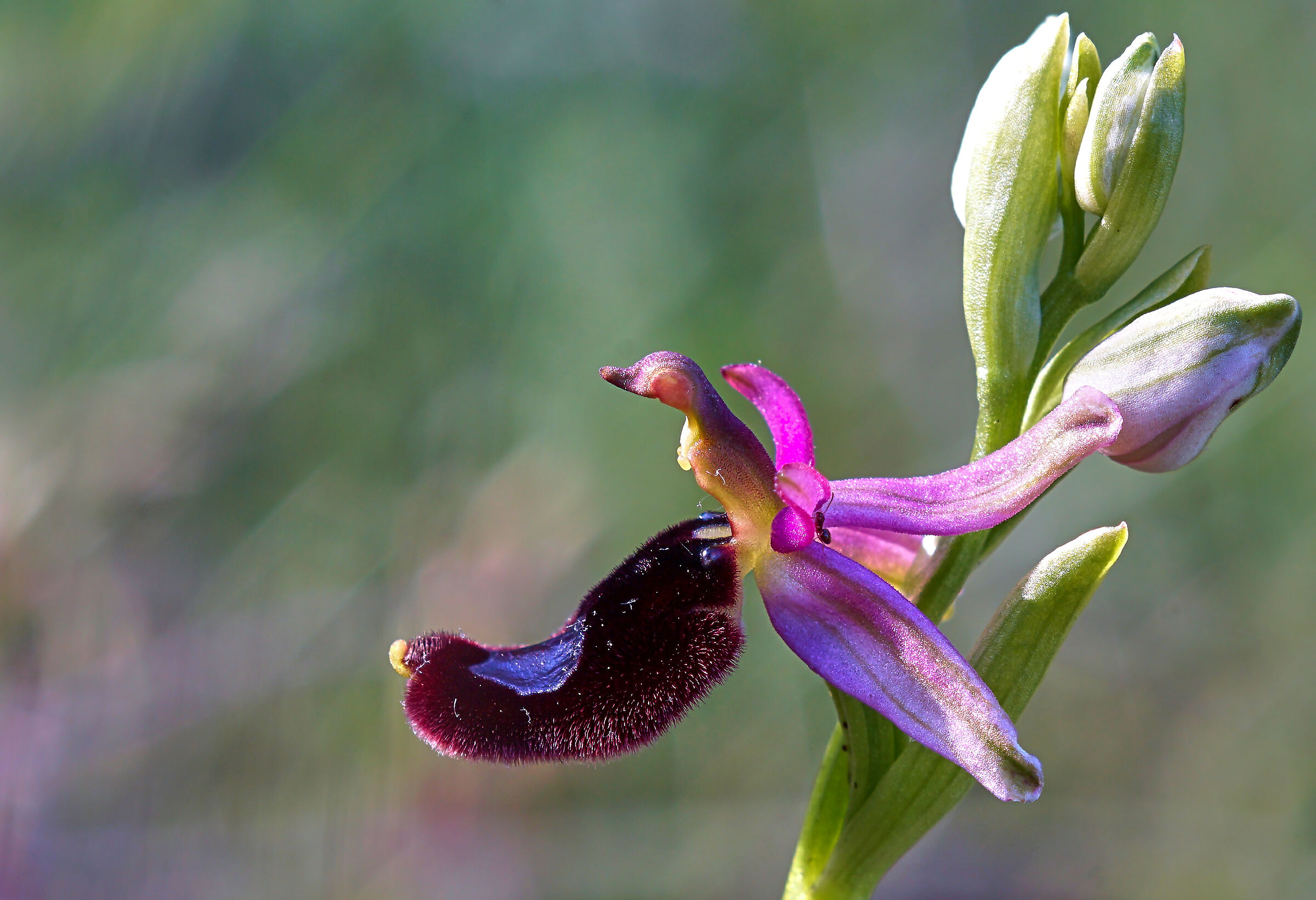 Little Bird in the mirror