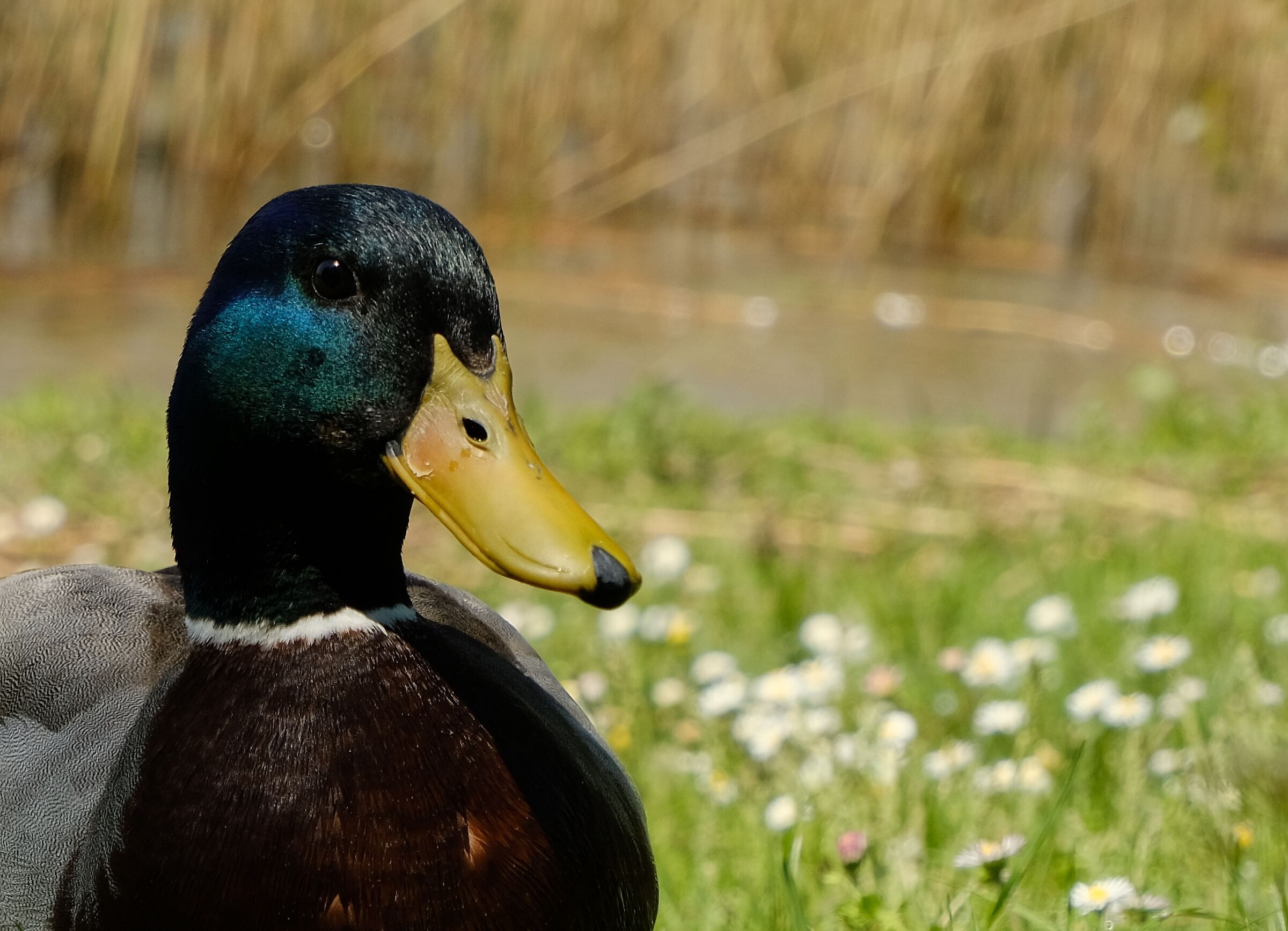 Duck close-up