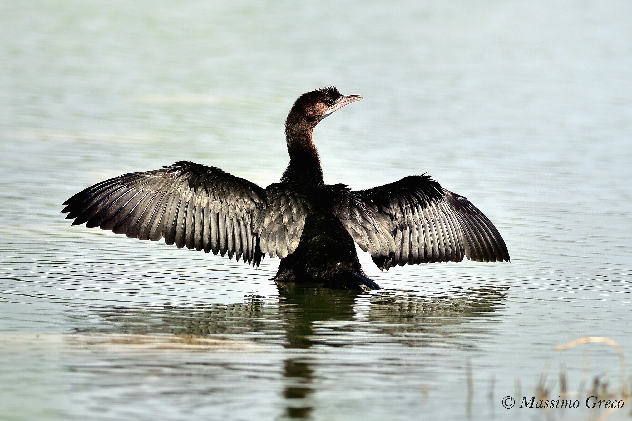 Marangone minore (Microcarbo pygmeus)