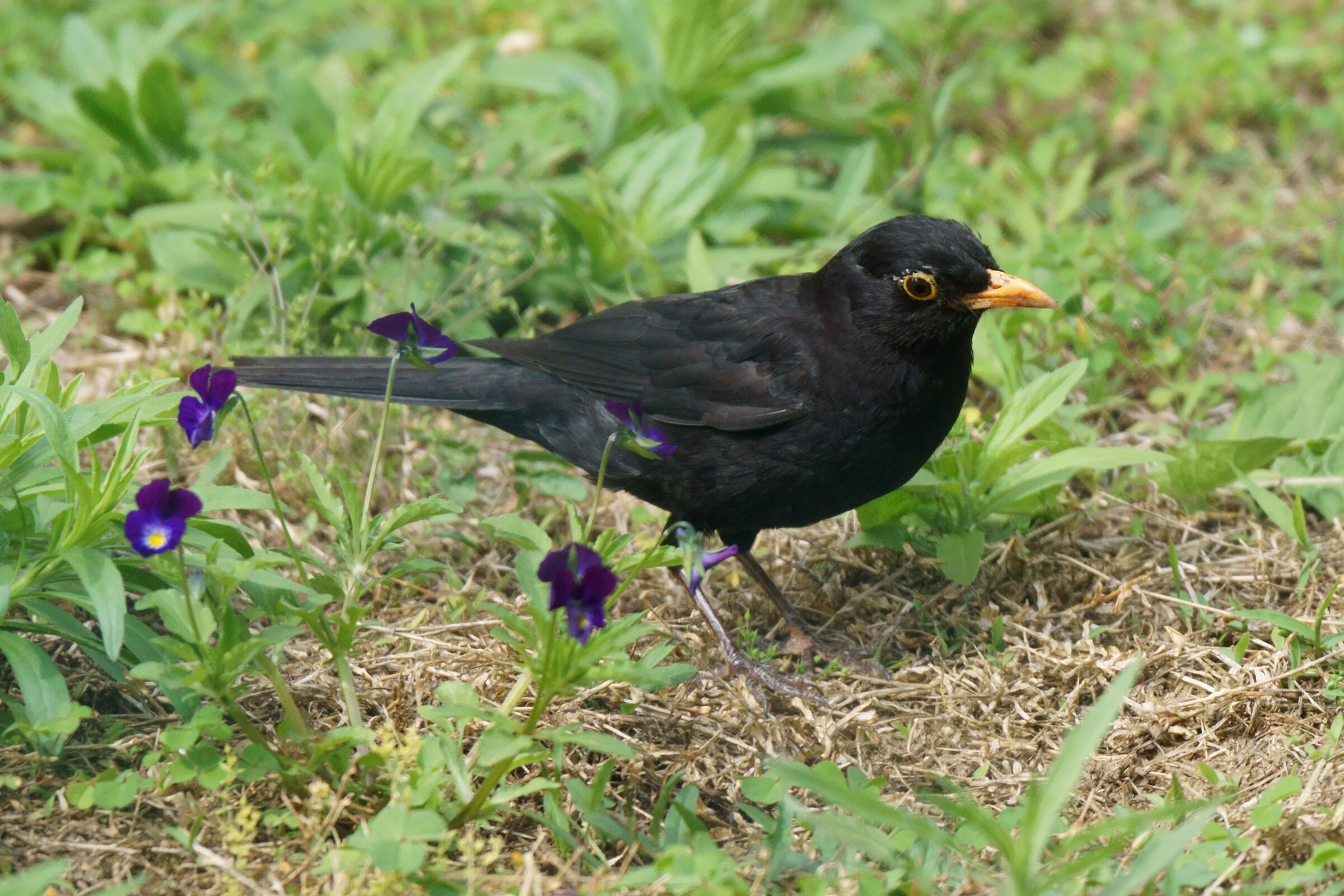 blackbird