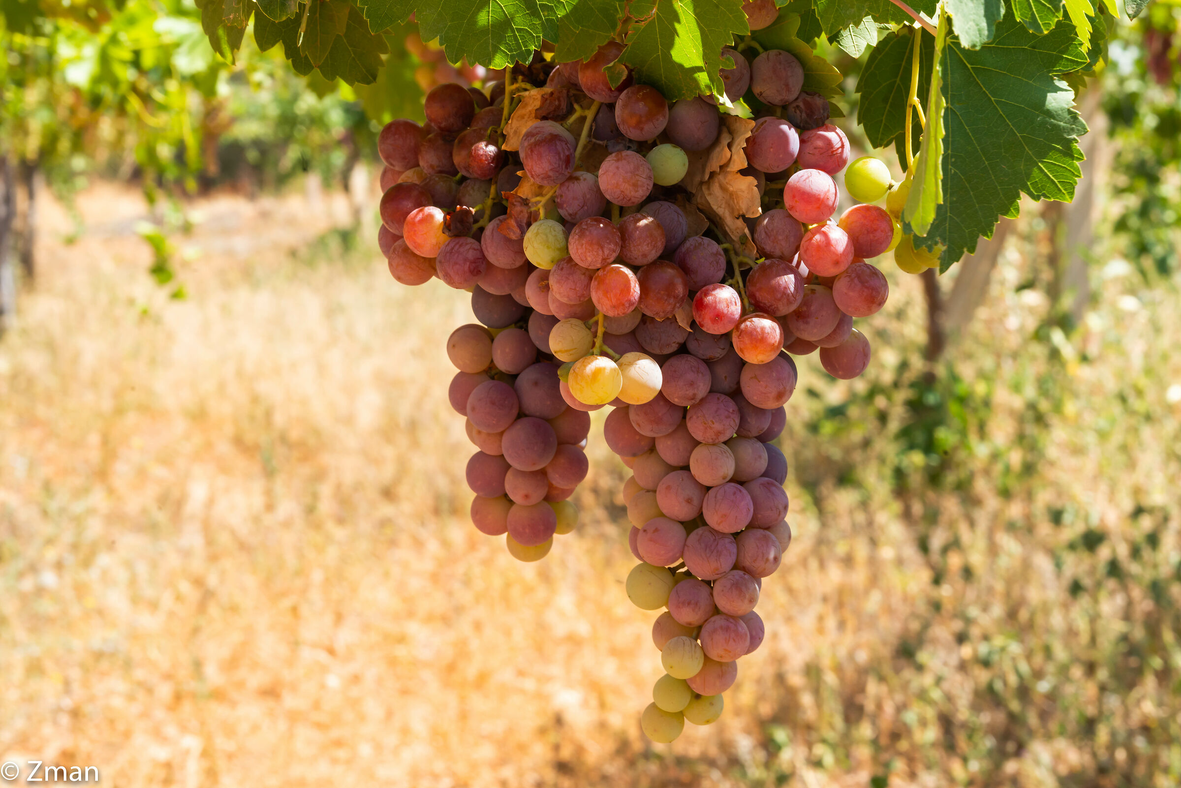 Red Grapes