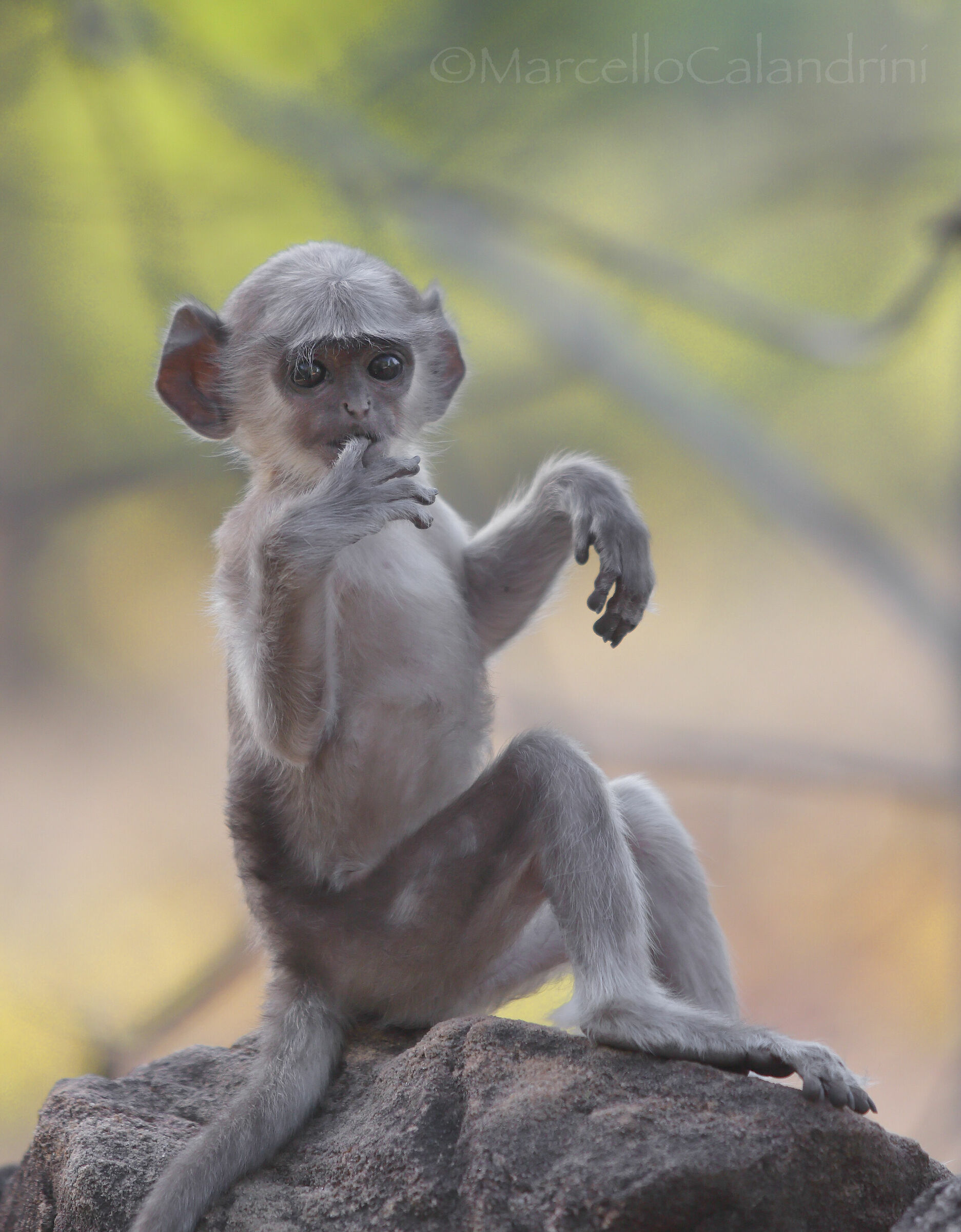 Baby Langur