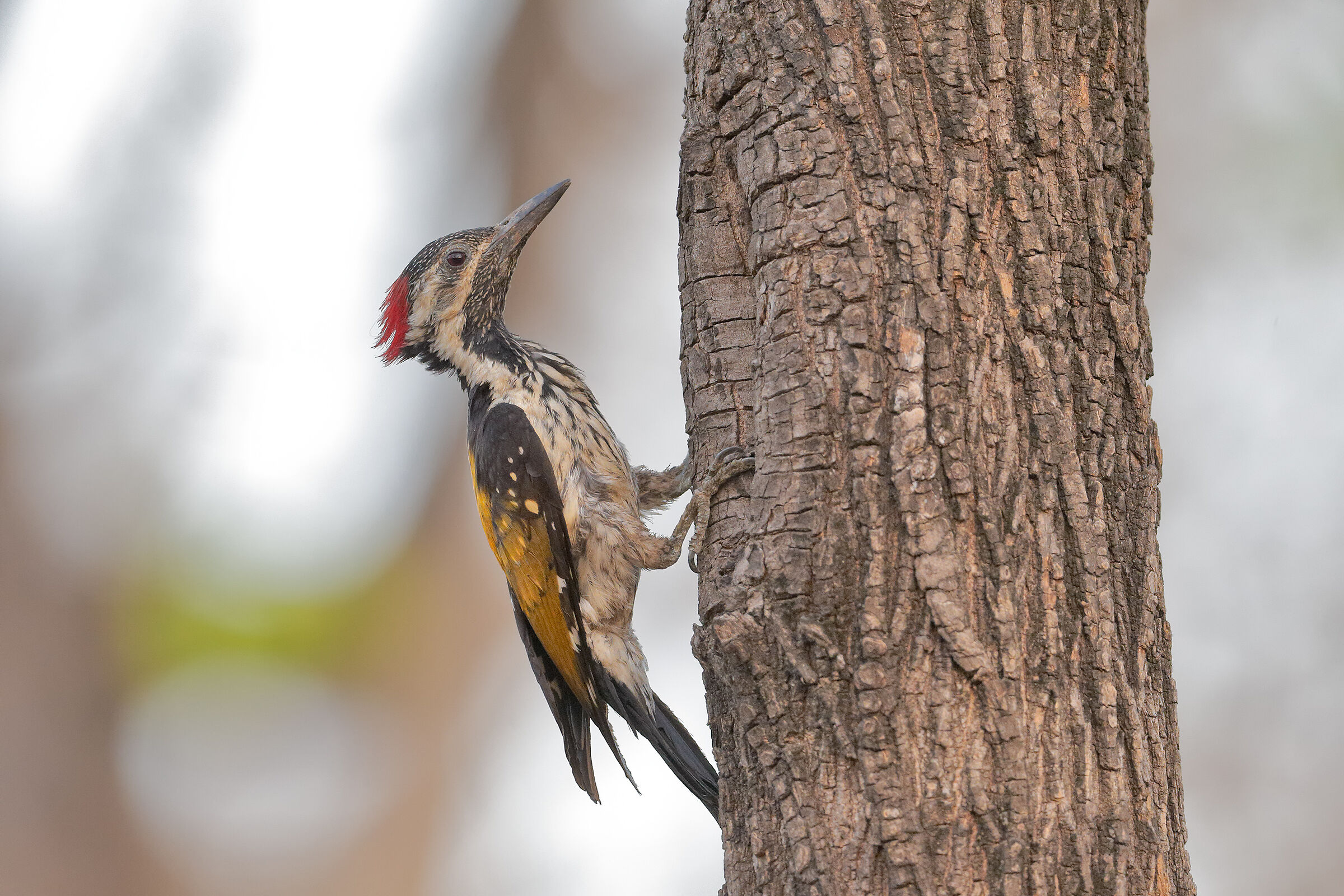 Black-rumped Flameback