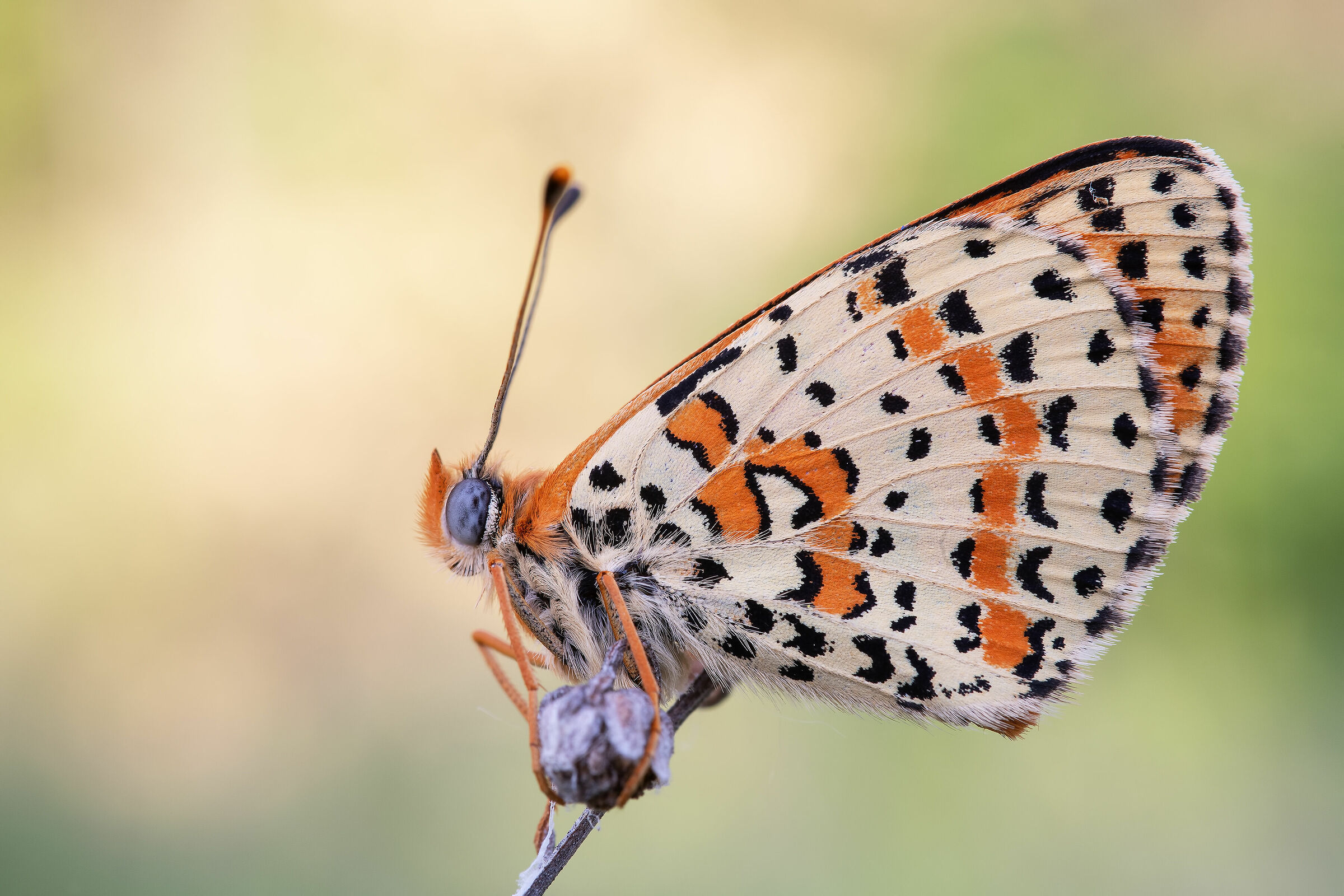 Melitaea didyma