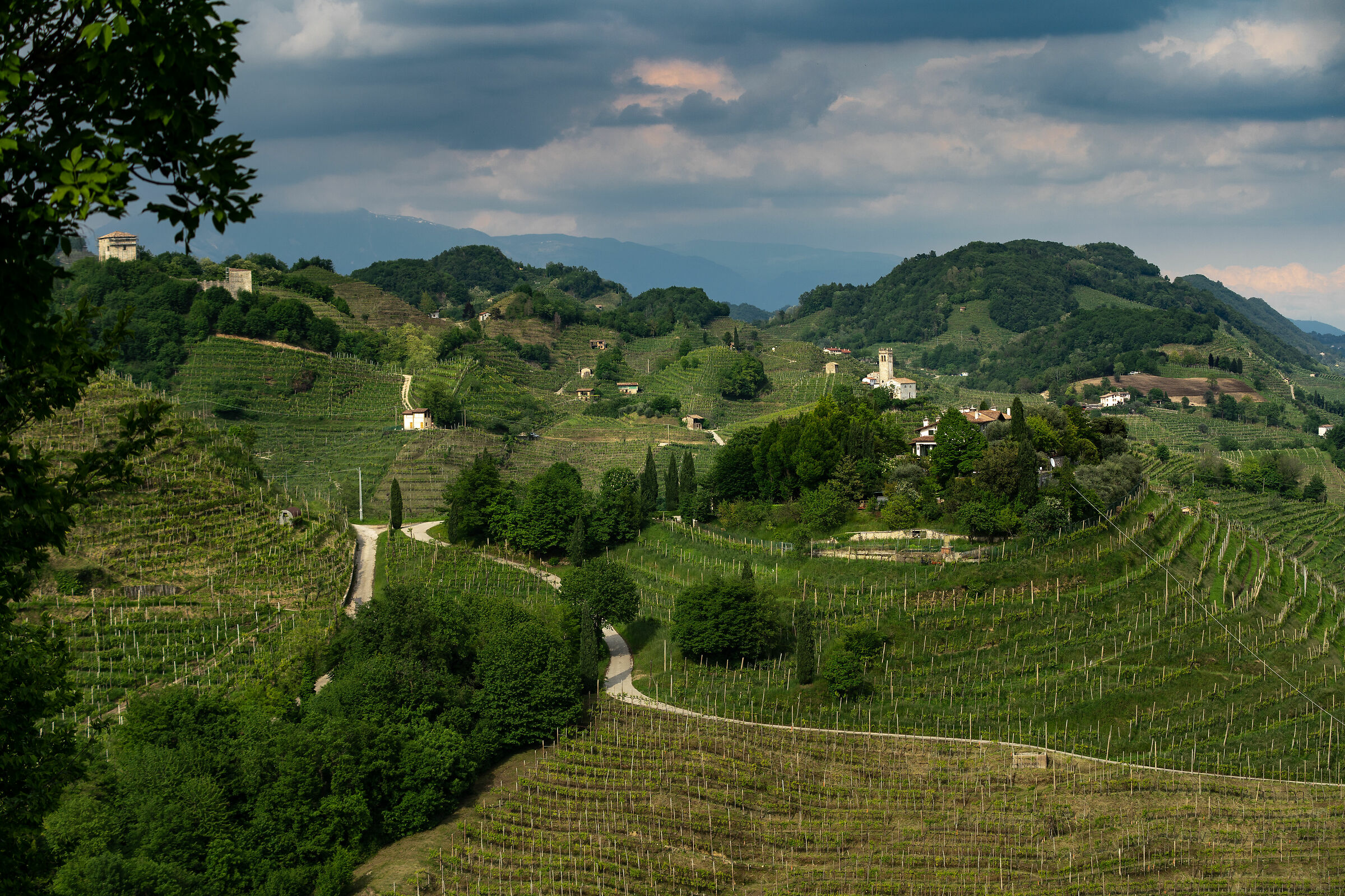 ... Landscape flooded with vineyards...