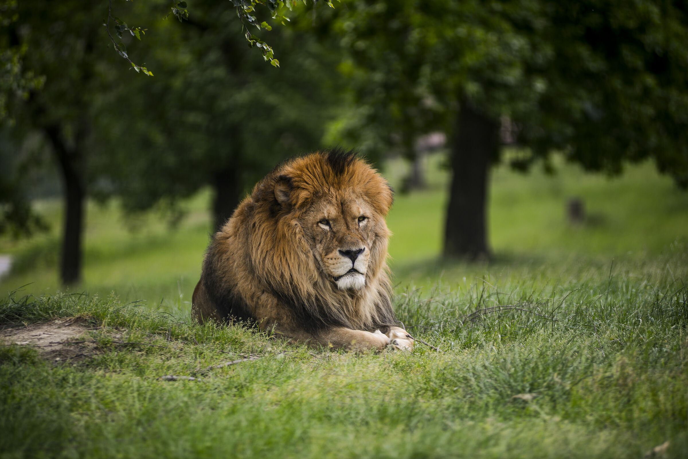 The King