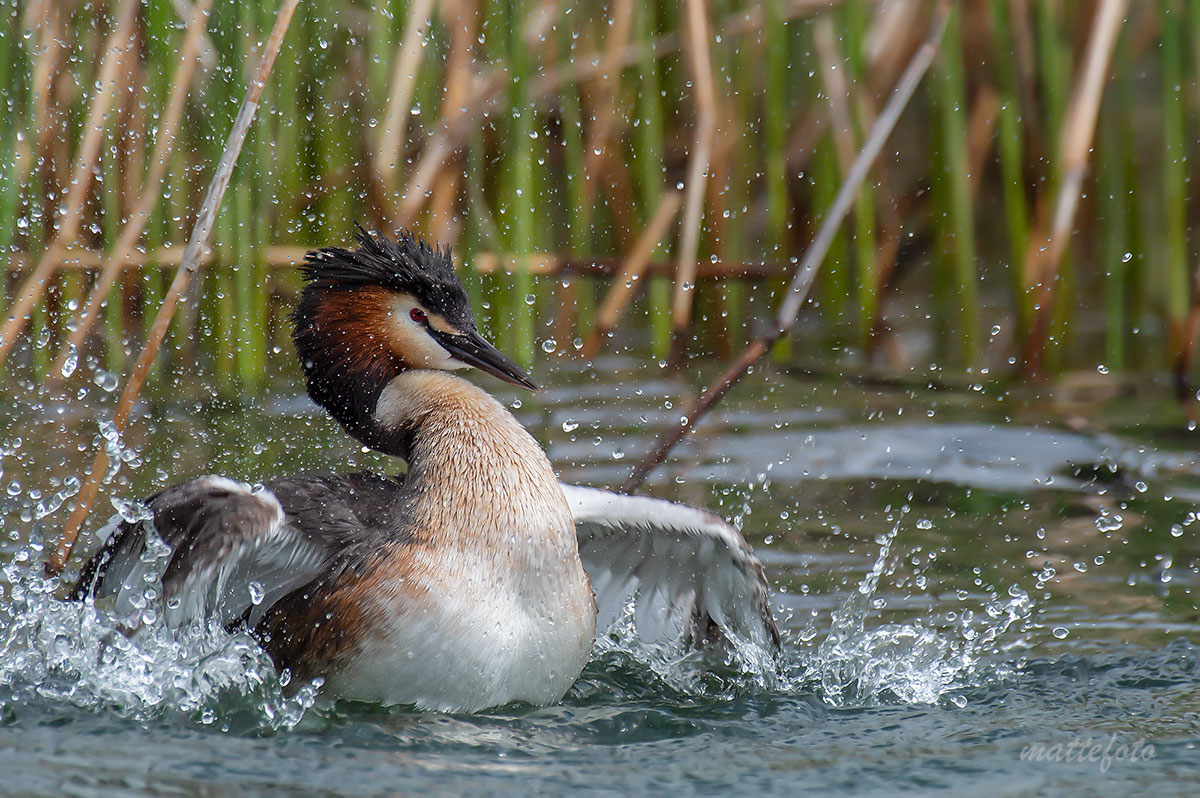 Big Grebe (Podiceps Cristatus) 2019
