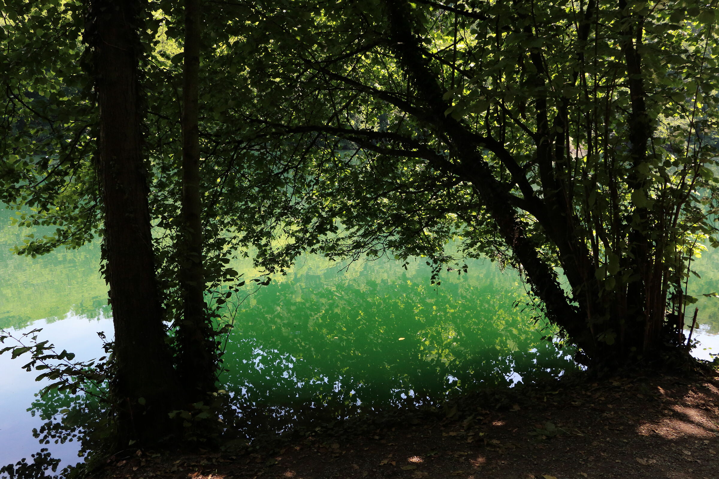 Riflessi in penombra