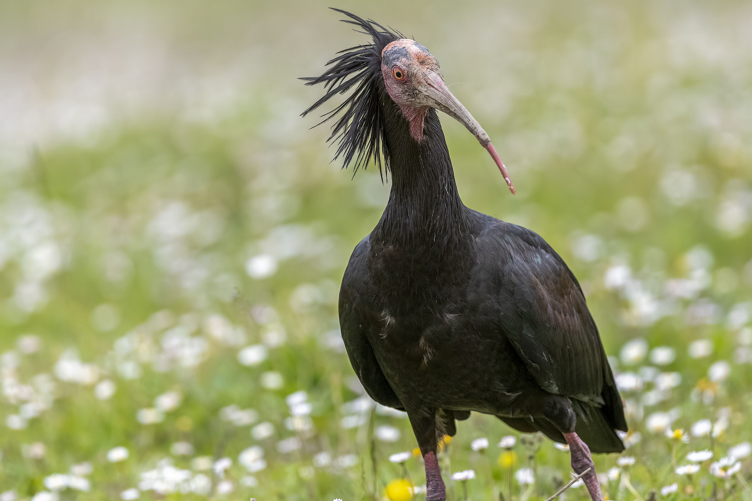 Hermit Ibis