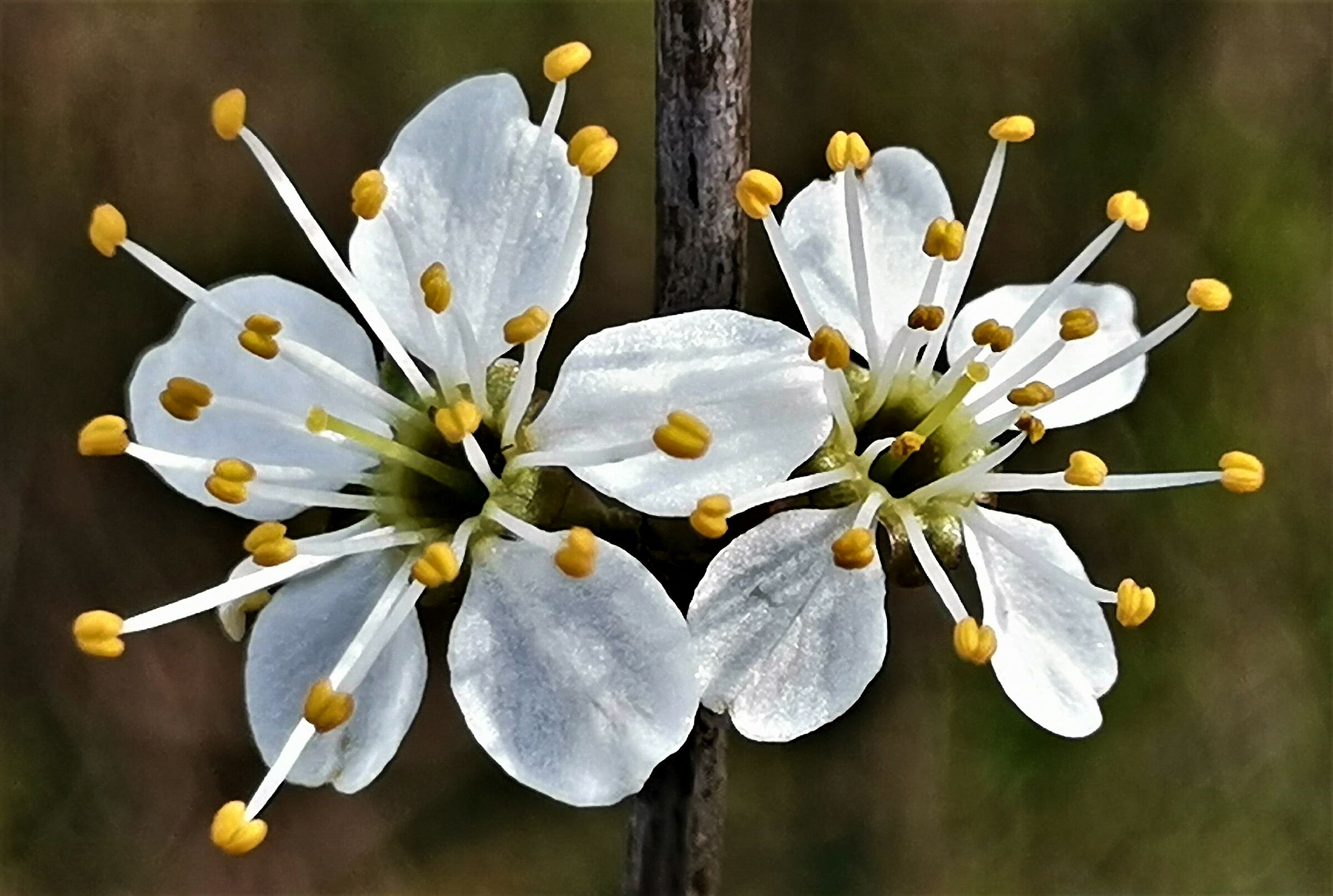 Piu" piccolo piu" bello - 1 -