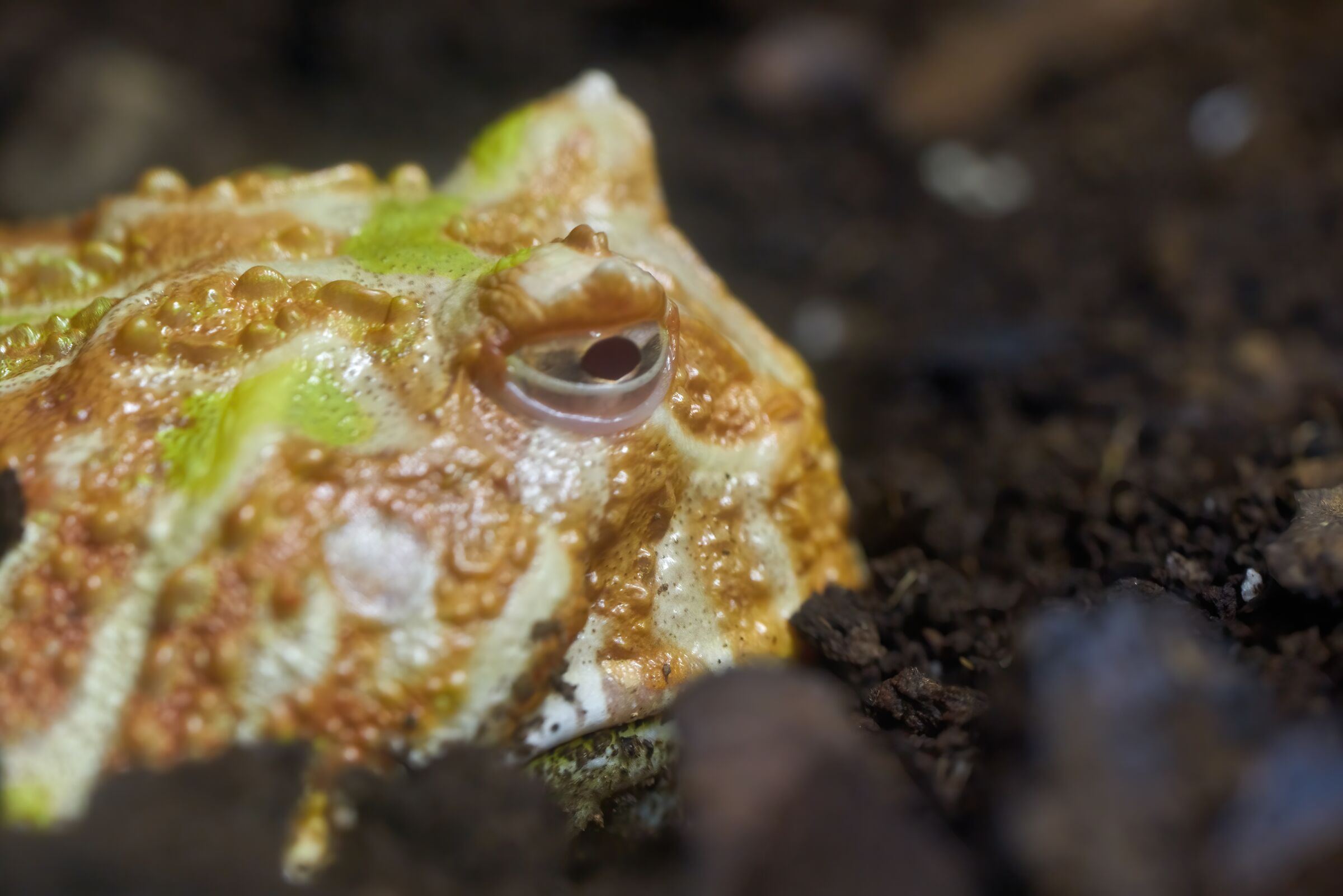 La tristezza del pesce pietra in cattività