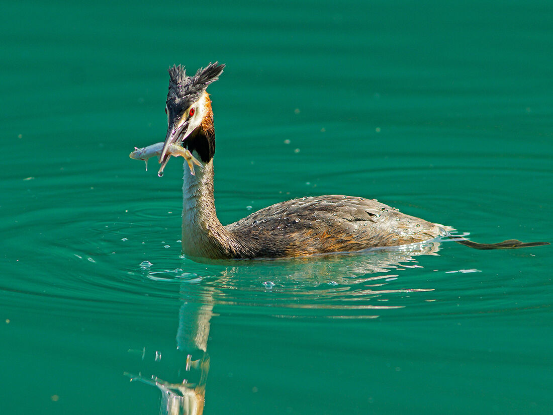 Grebe with Lunch