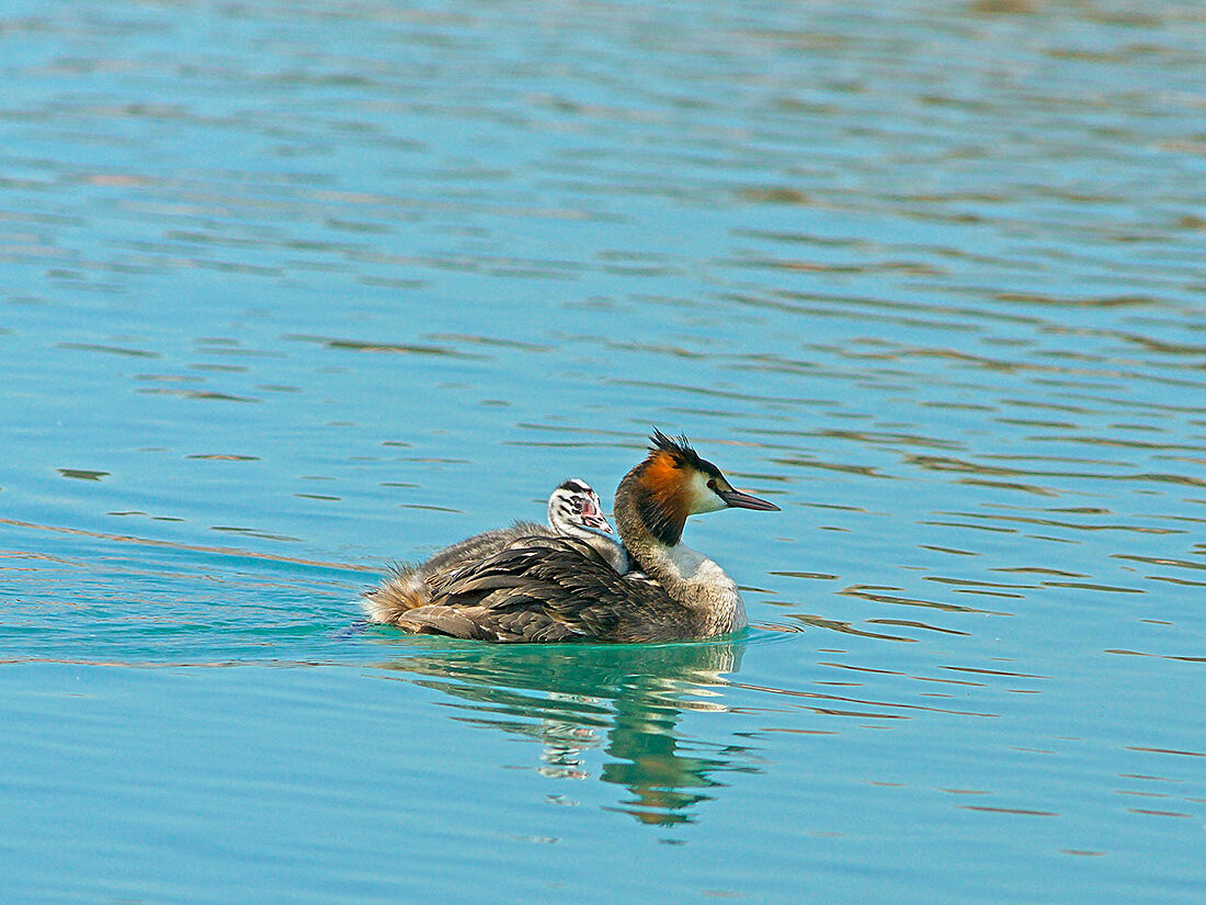 Svasso con passeggero