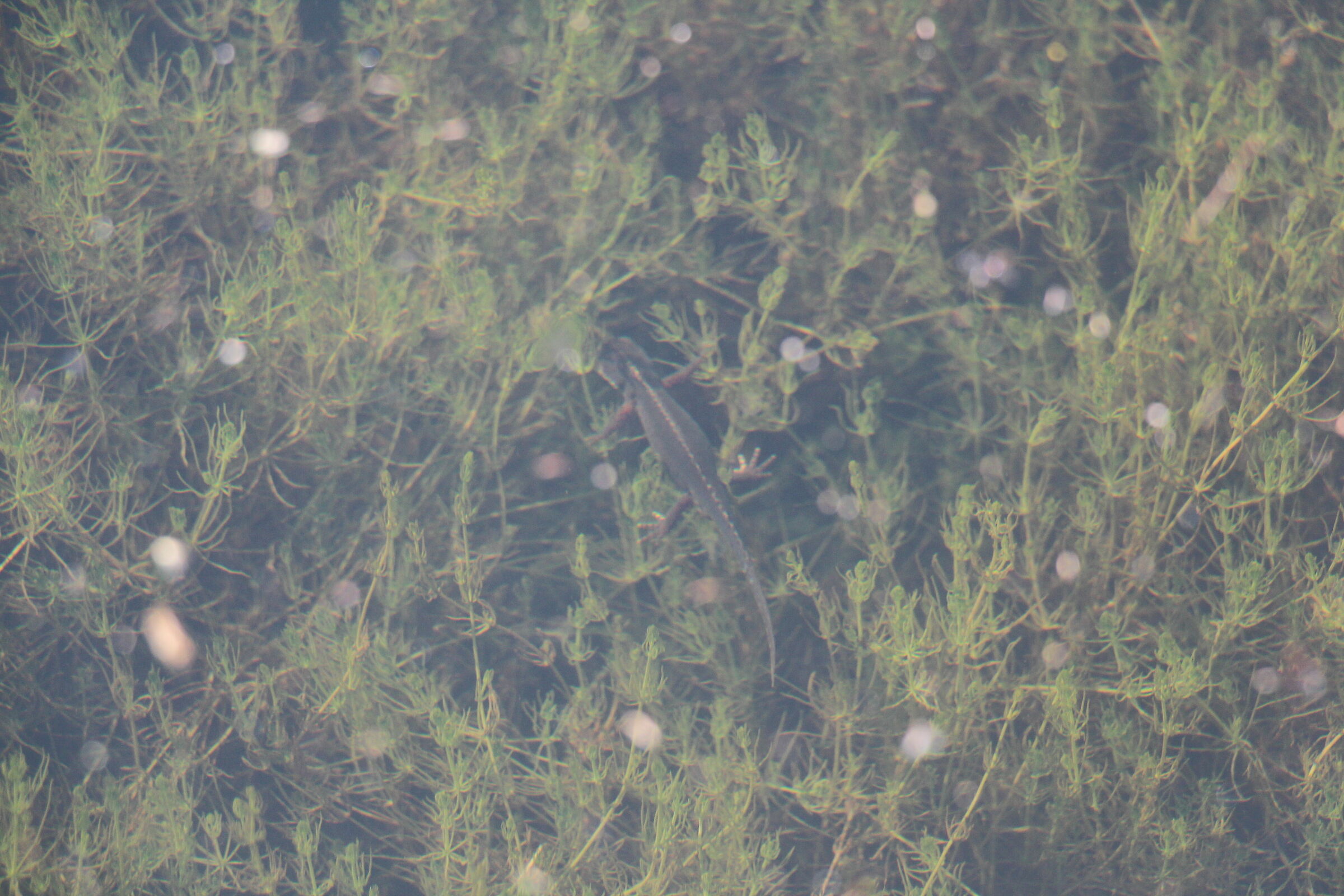 Salamandra sulla Pietra Perduca