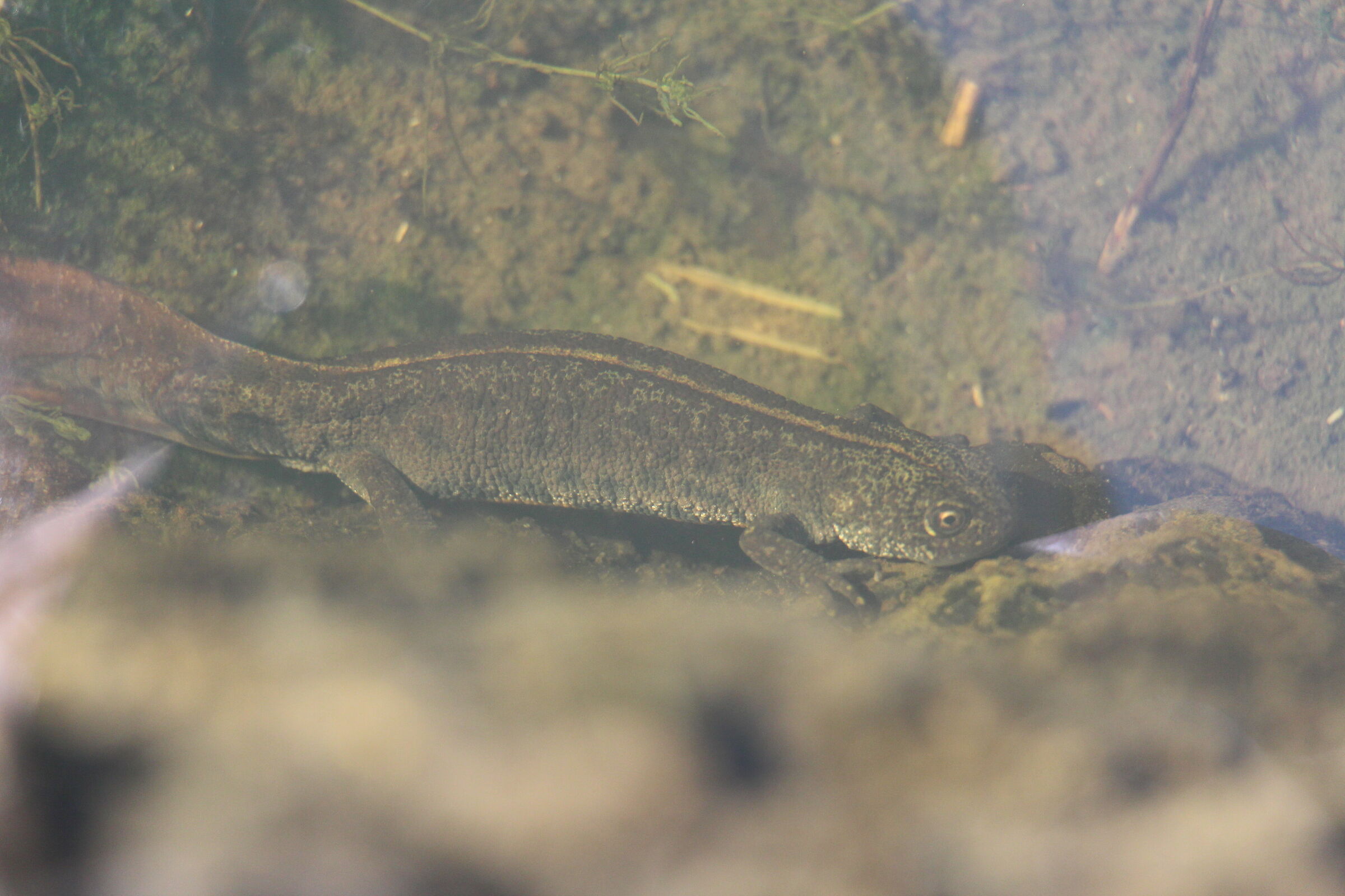 Salamandra sulla Pietra Perduca