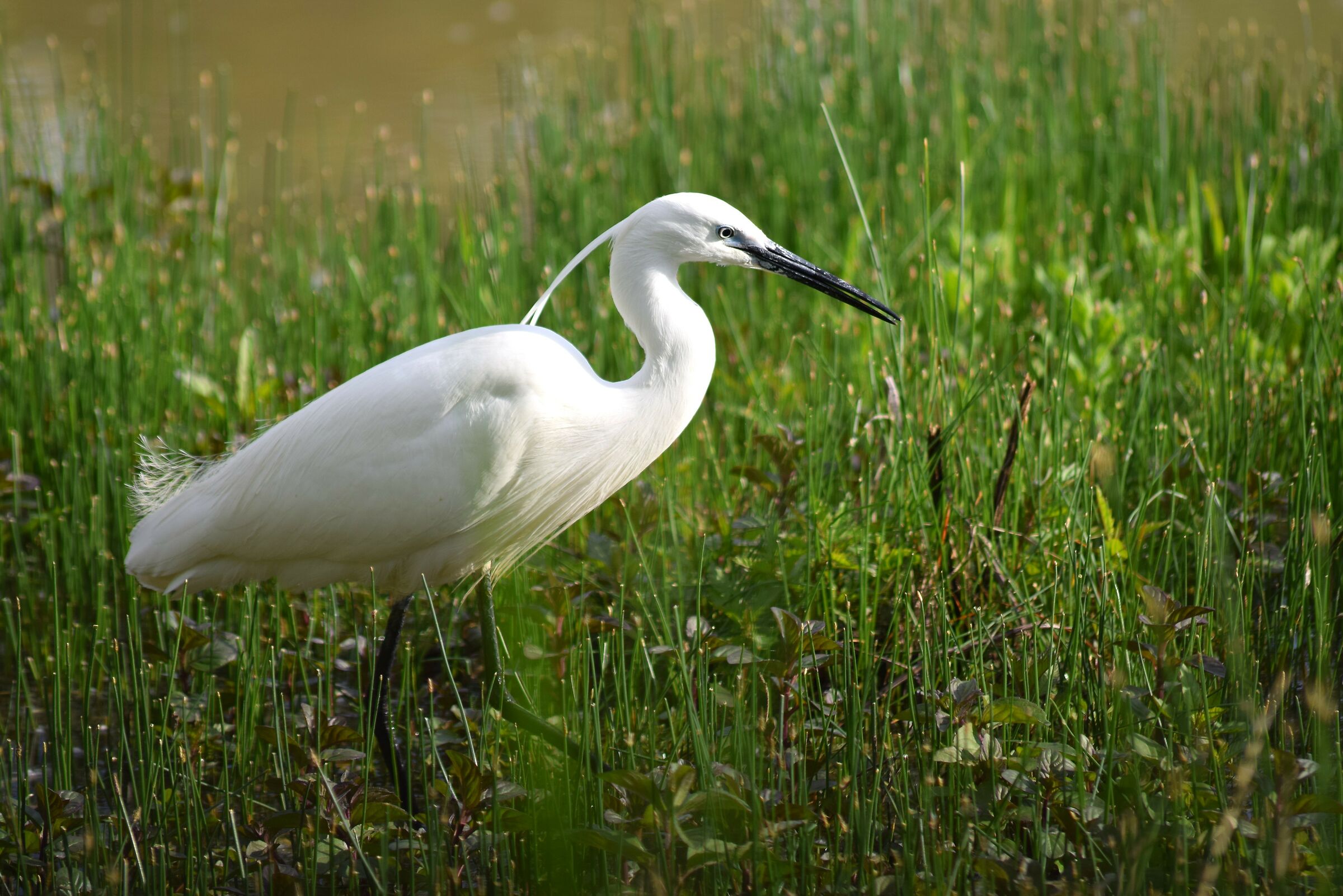 Egret