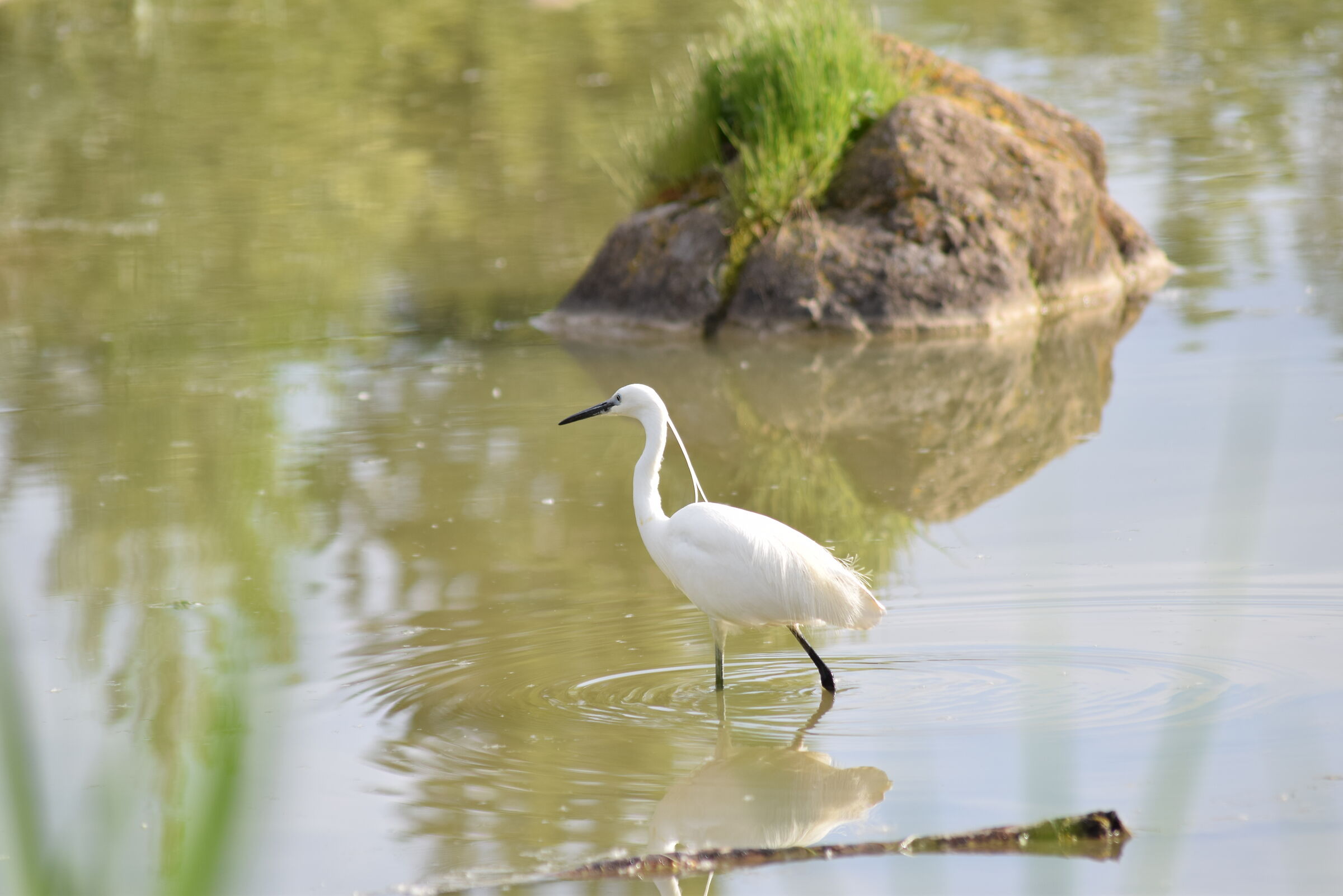 Egret