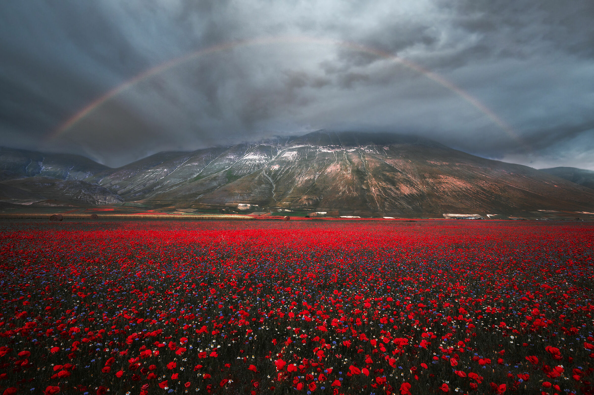Monte Vettore in fiore - Castelluccio di Norcia