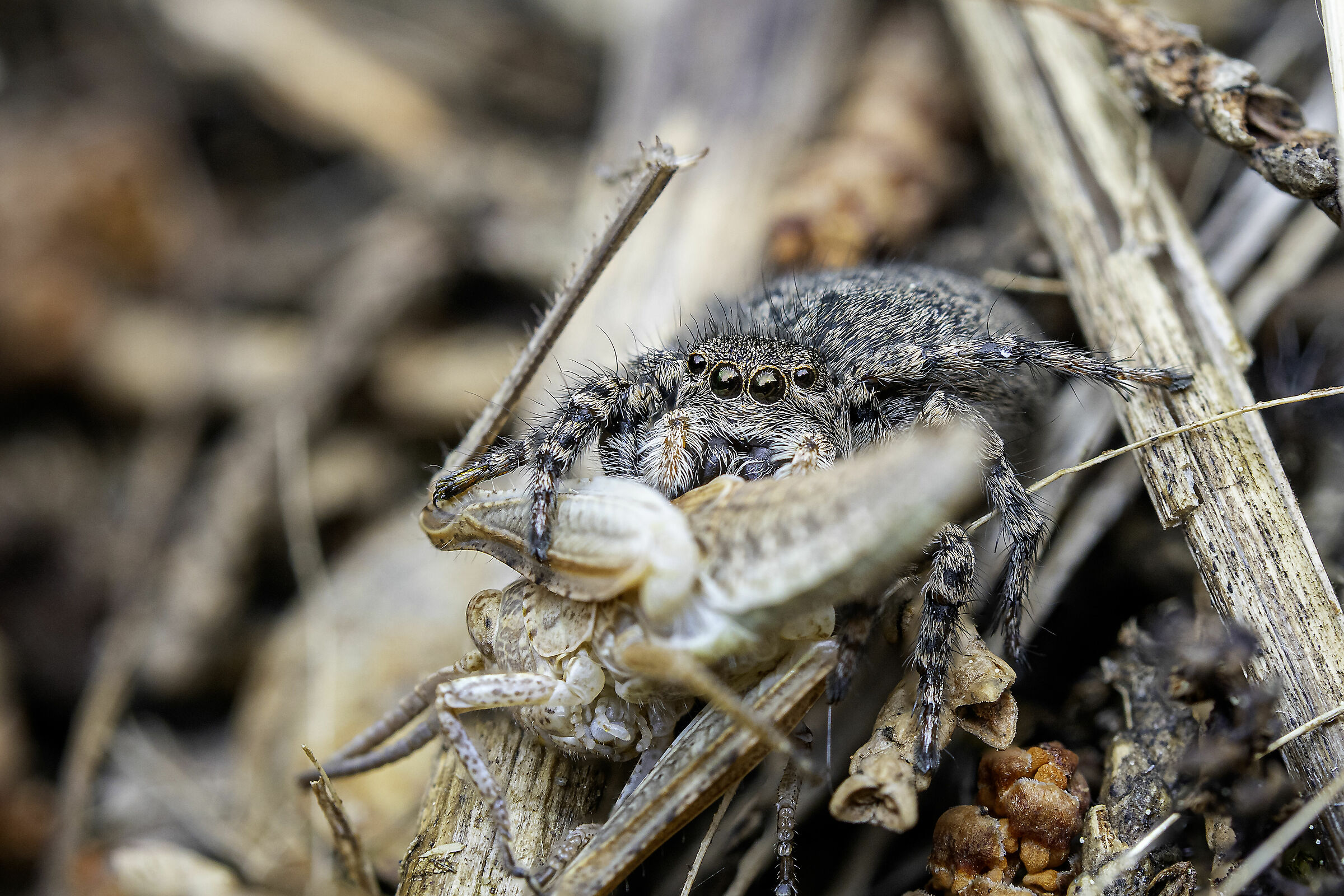 Il ragno è la preda