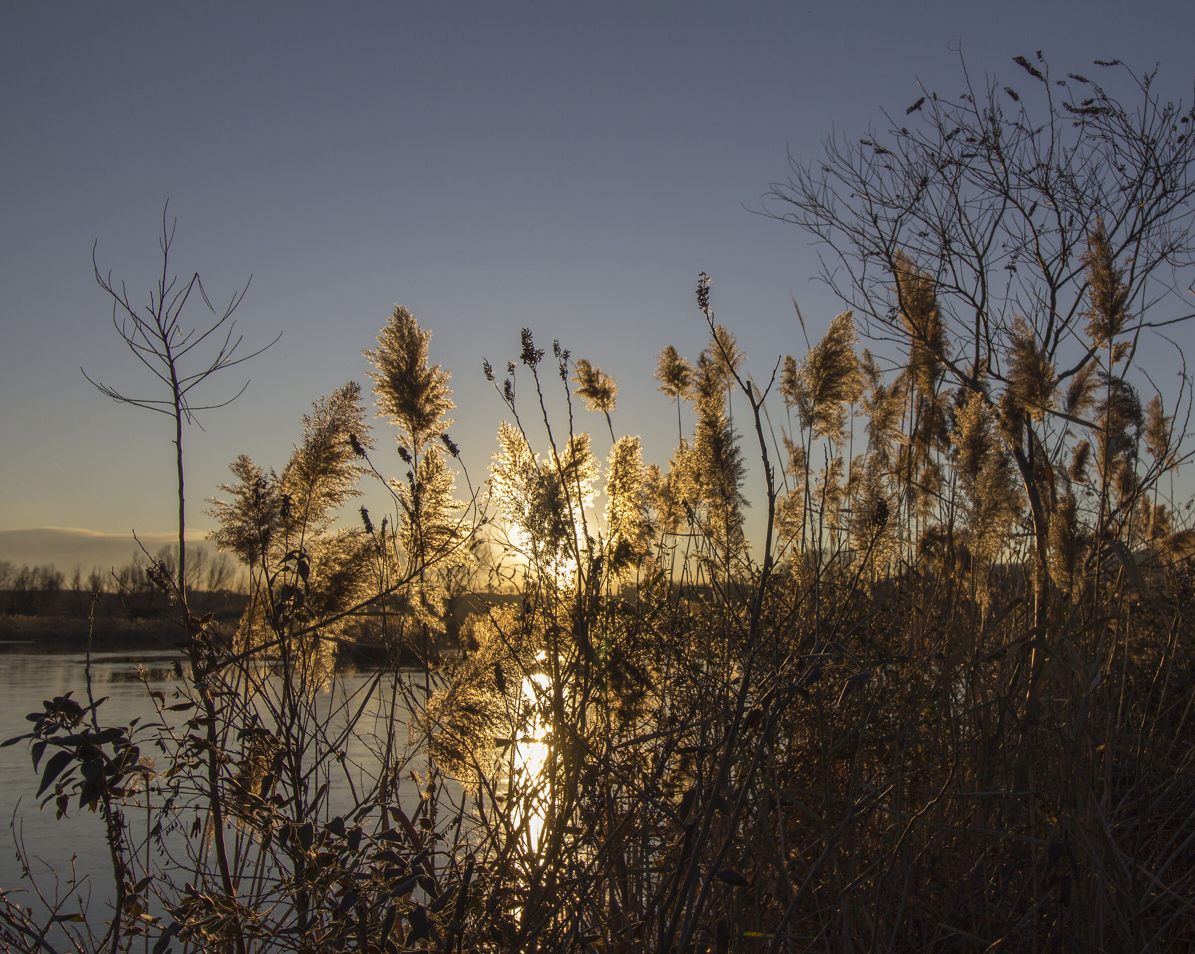 Reed beds at the sunset