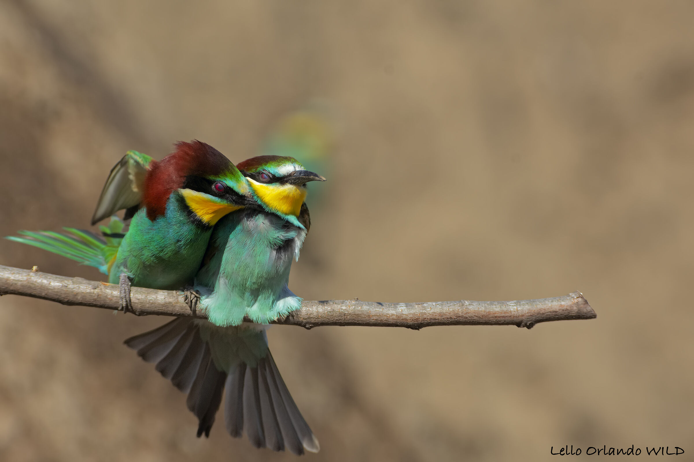 Bee-eaters hand in hand