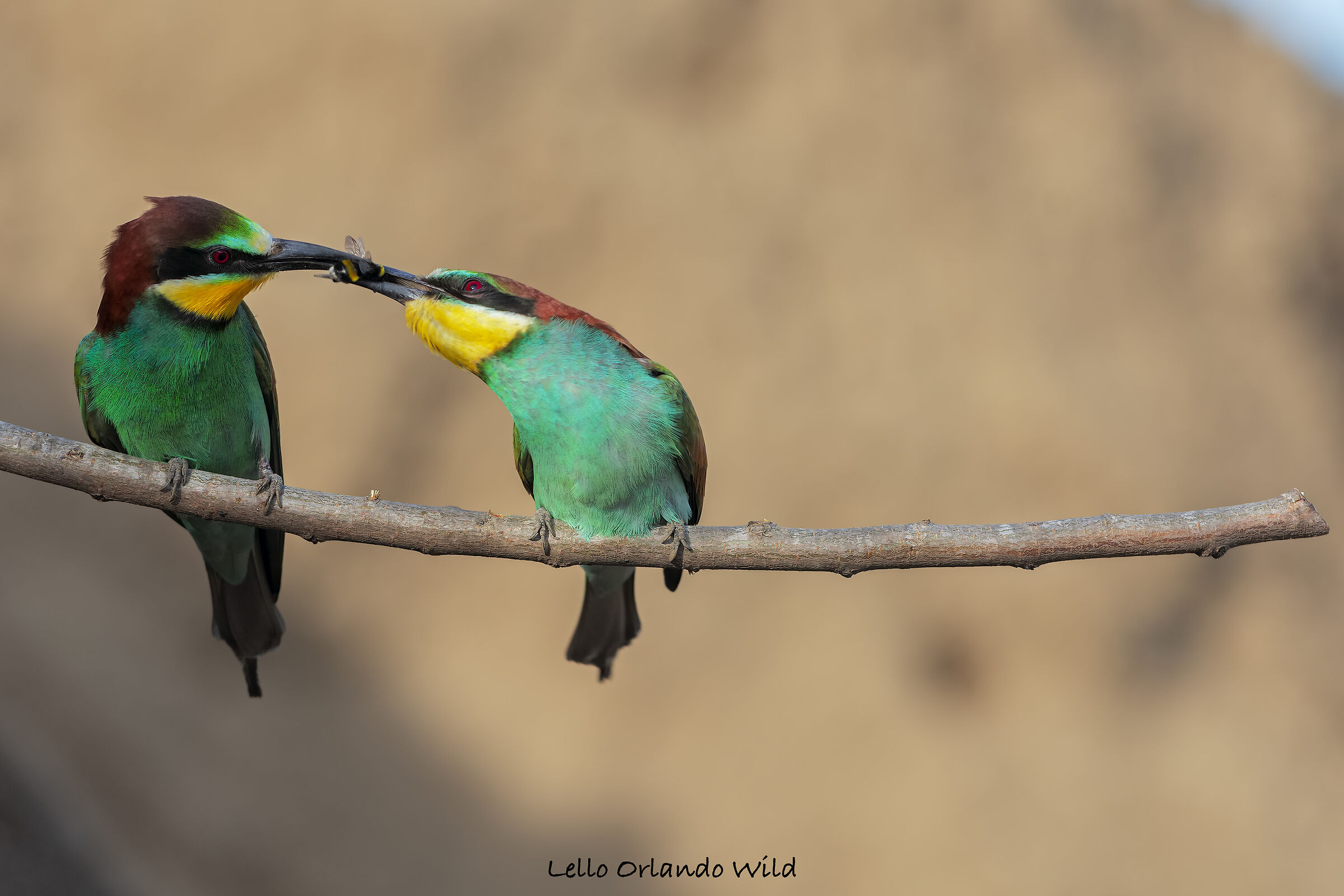 The gift of bee-eaters