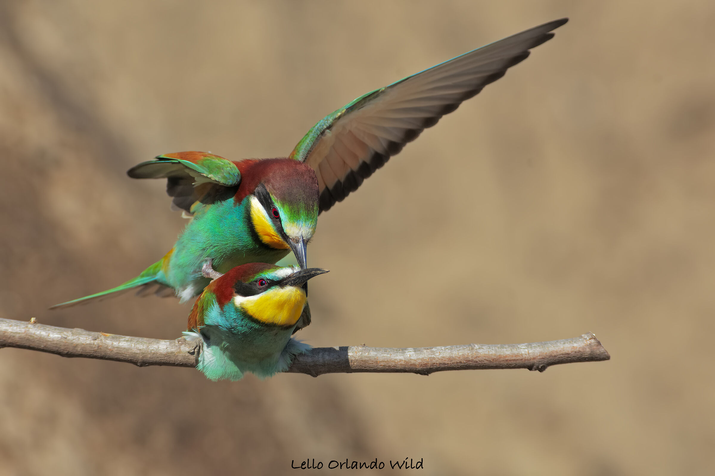The right moment of the bee-eaters