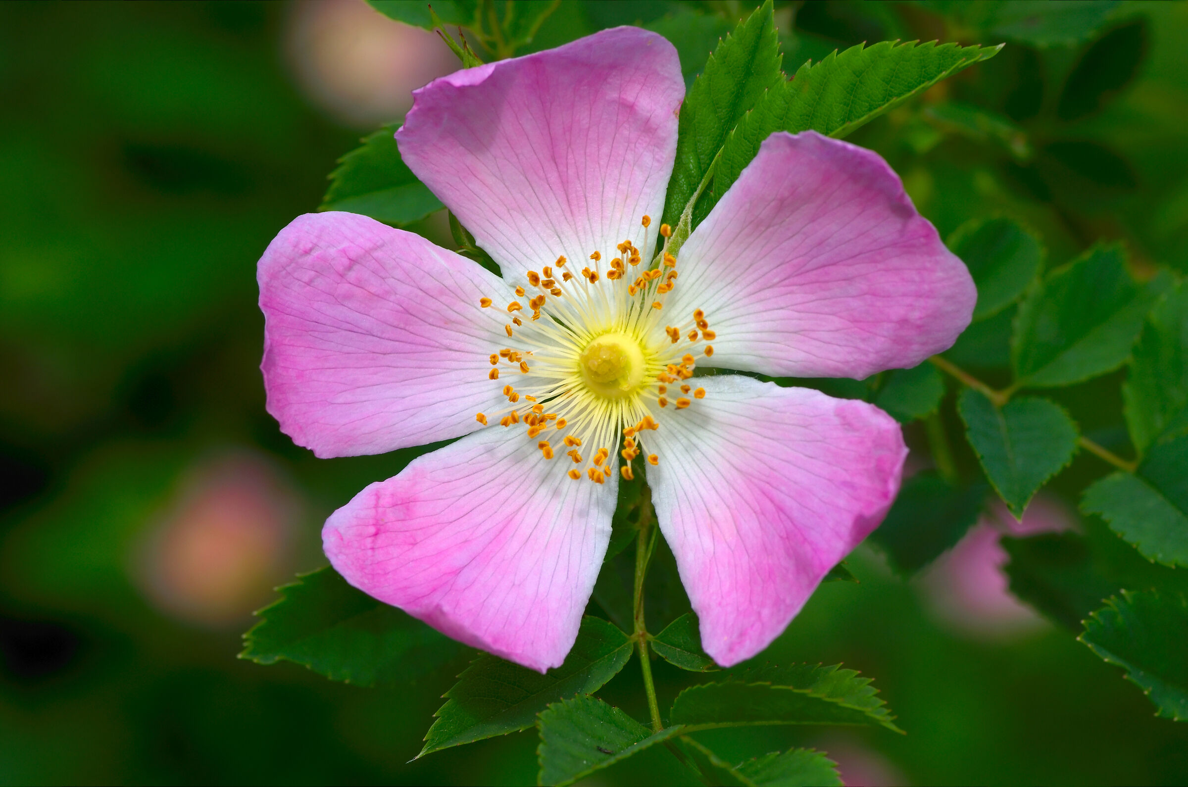 Wild Rose