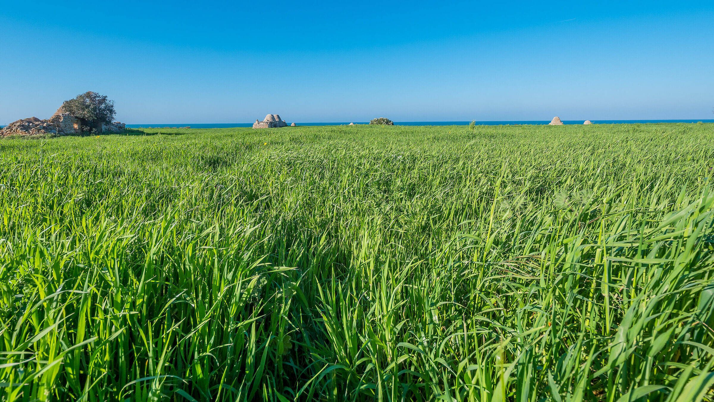 It almost looks like a sea grass.....  Pfm