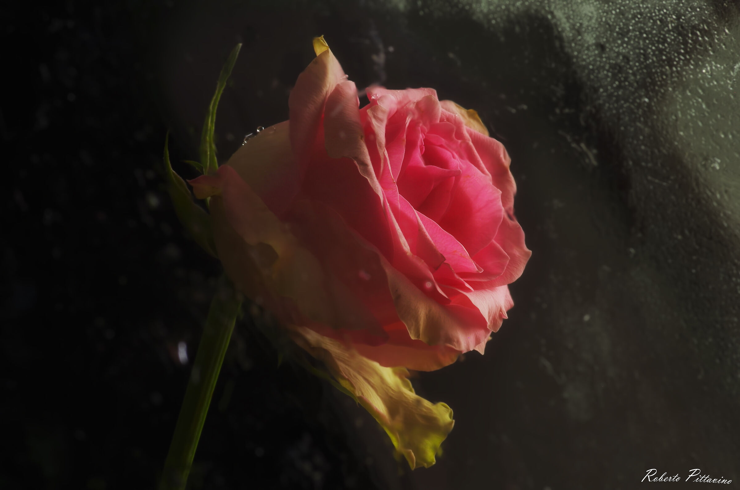 La rosa alla finestra