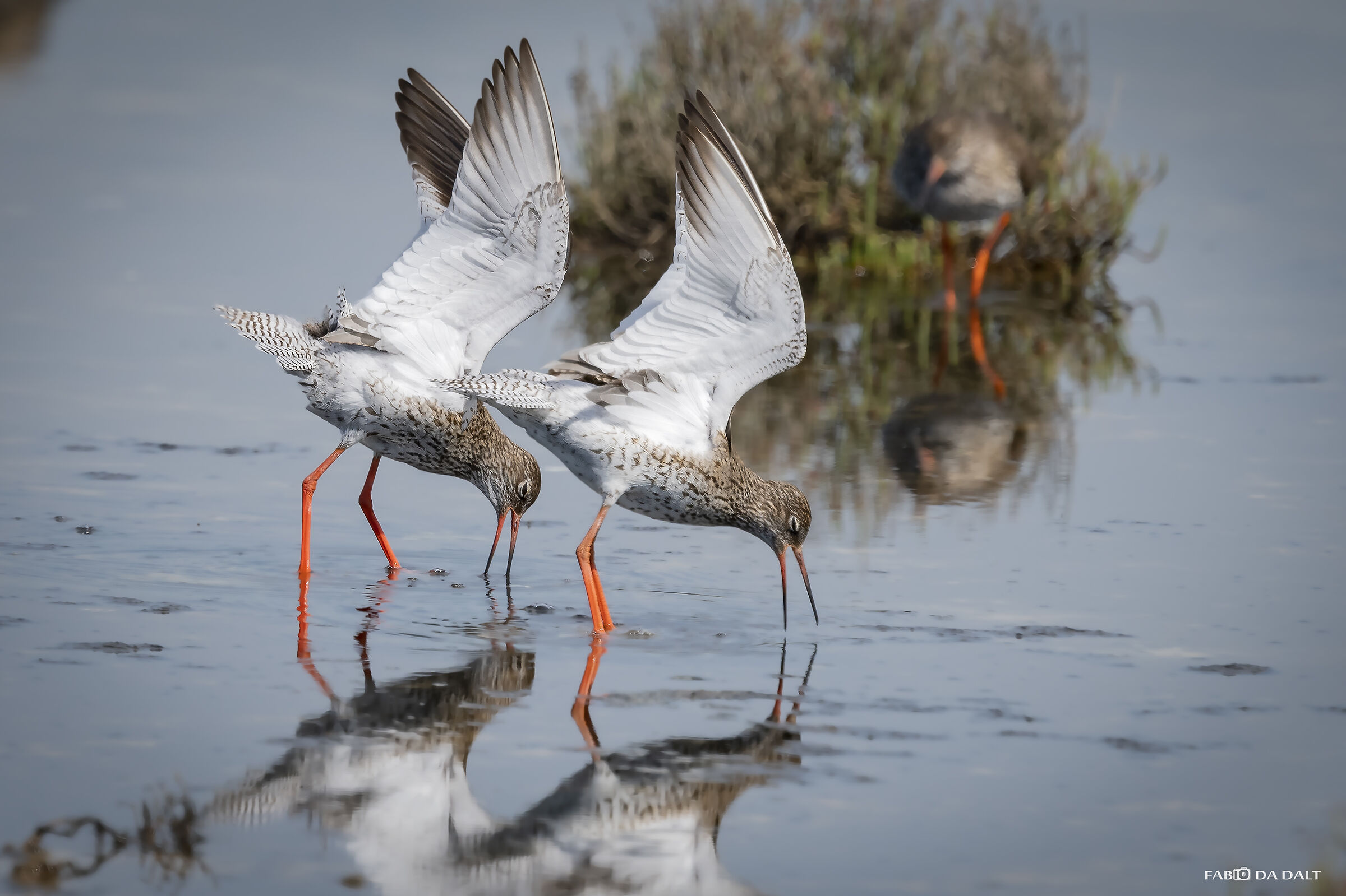 Redshank