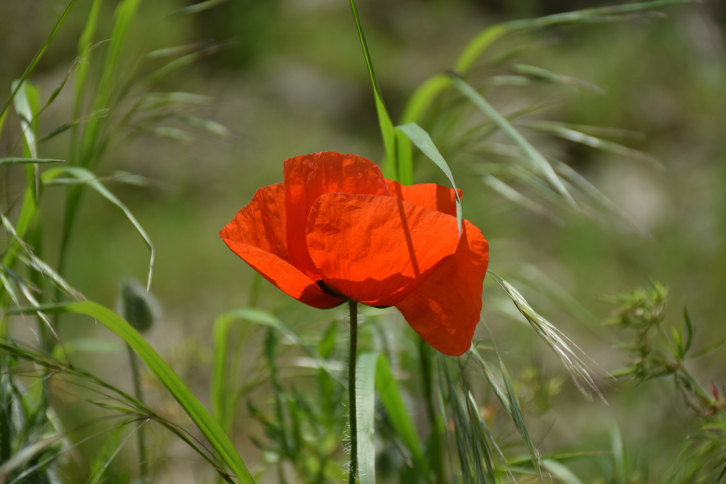 papavero nel vento