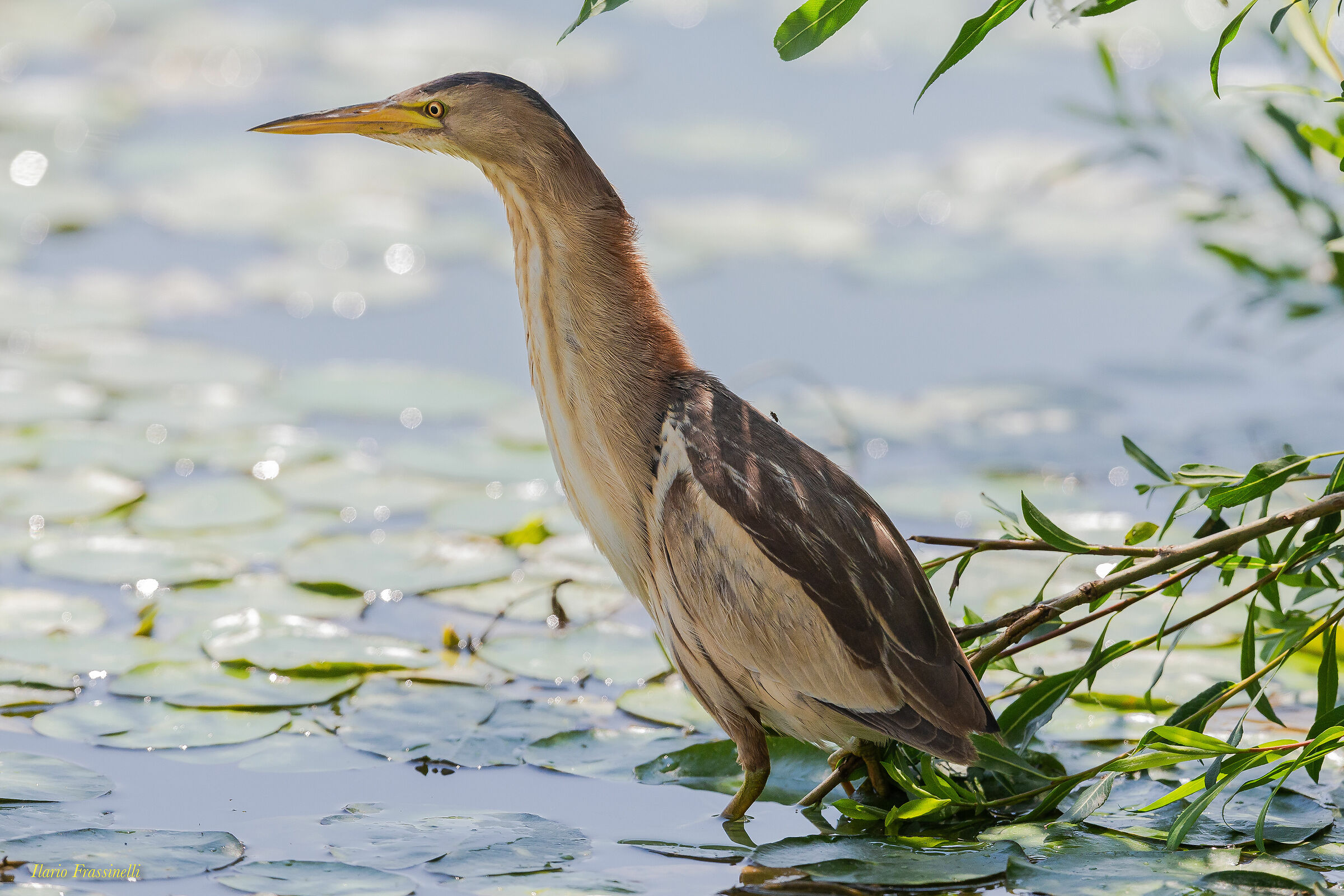 Little Bittern