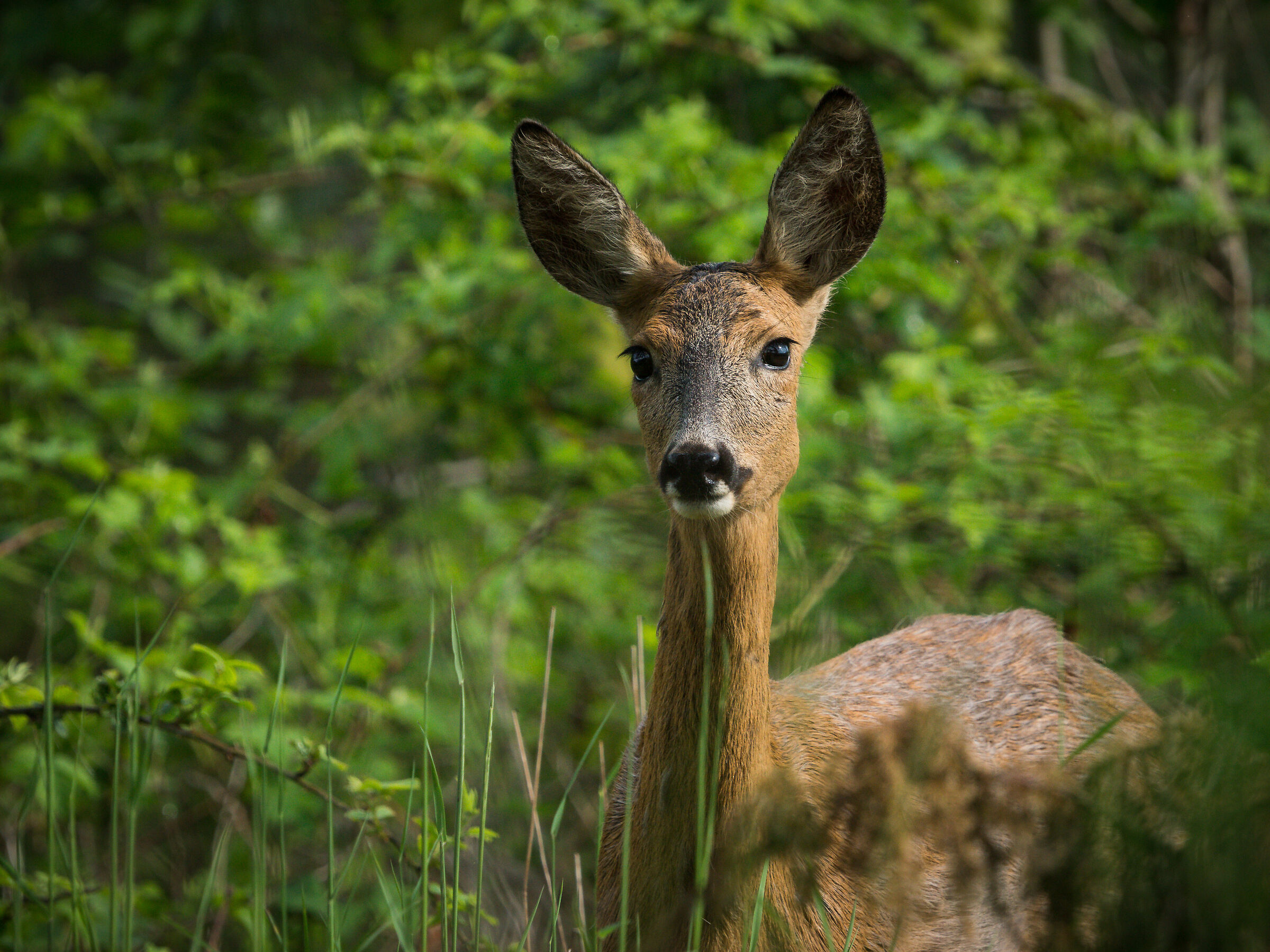 Roe deer (Capreolus capreolus)