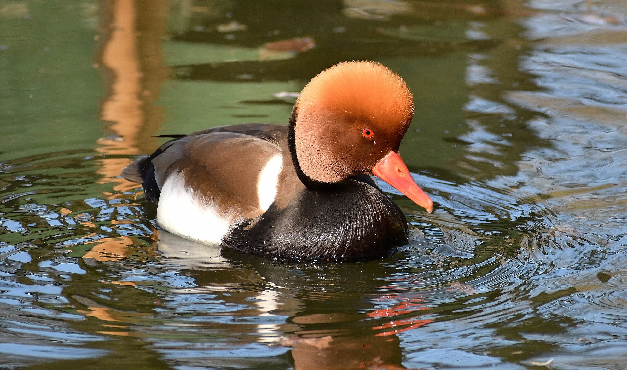 Una meravigliosa Chioma