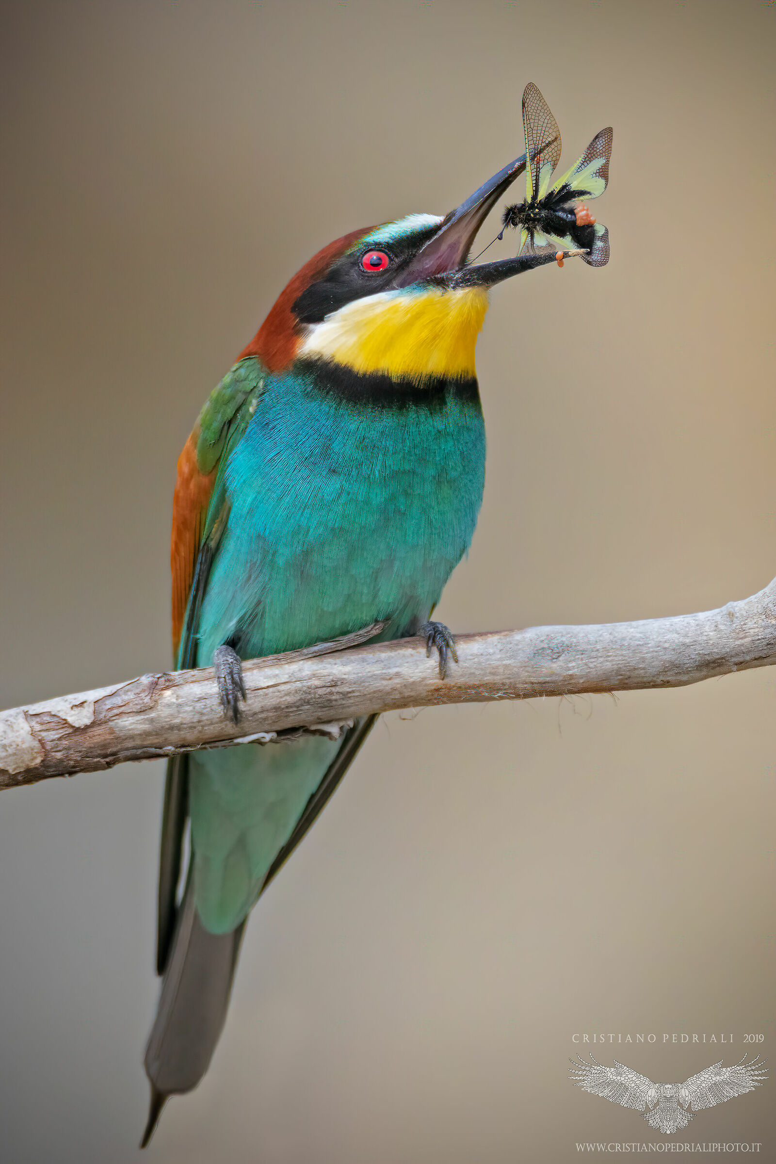 Bee-eater and libelloid...