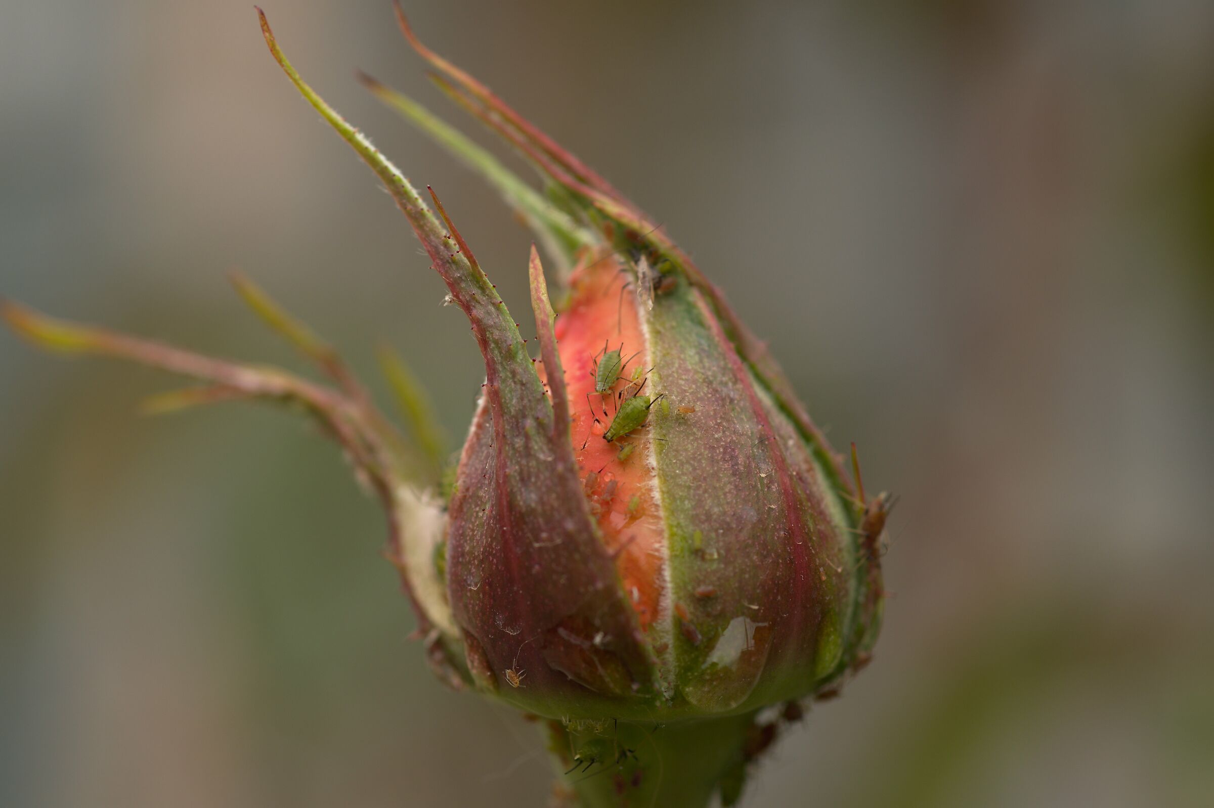I problemi delle rose