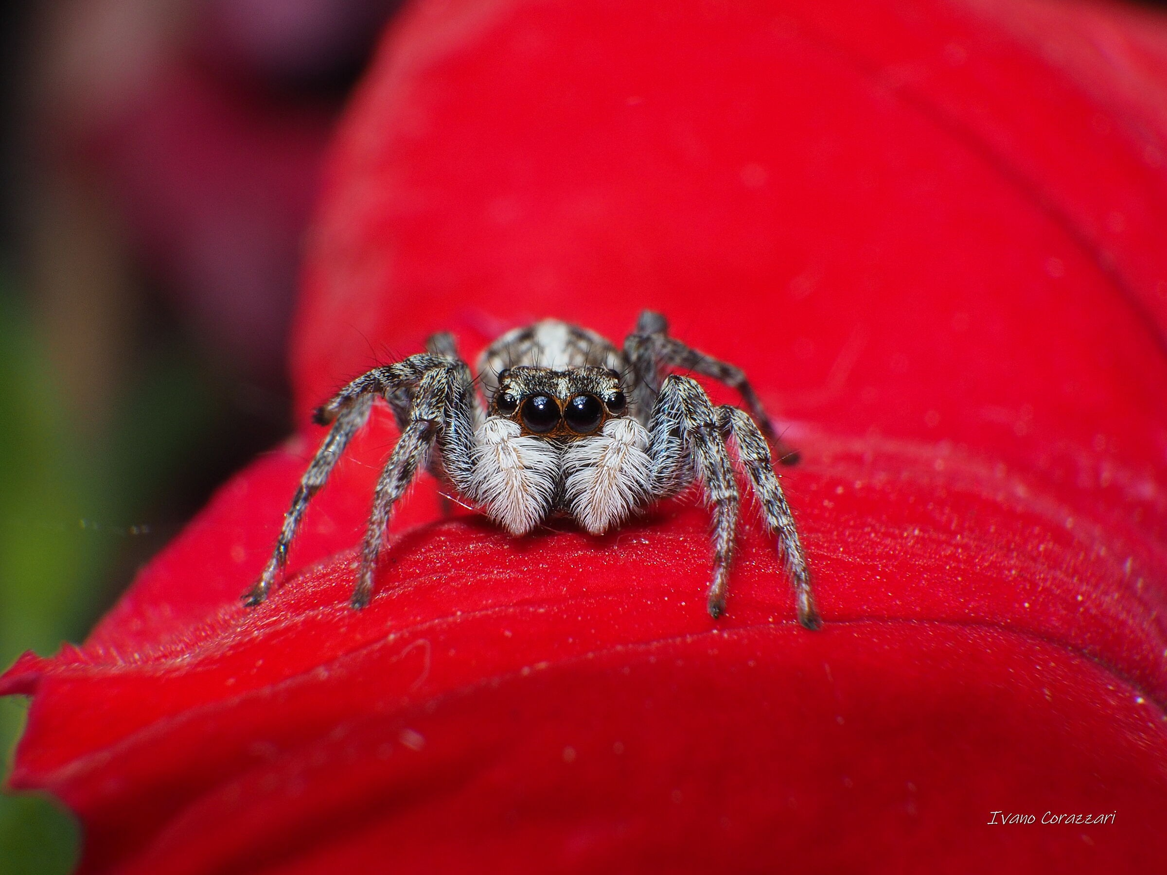 Salticidae