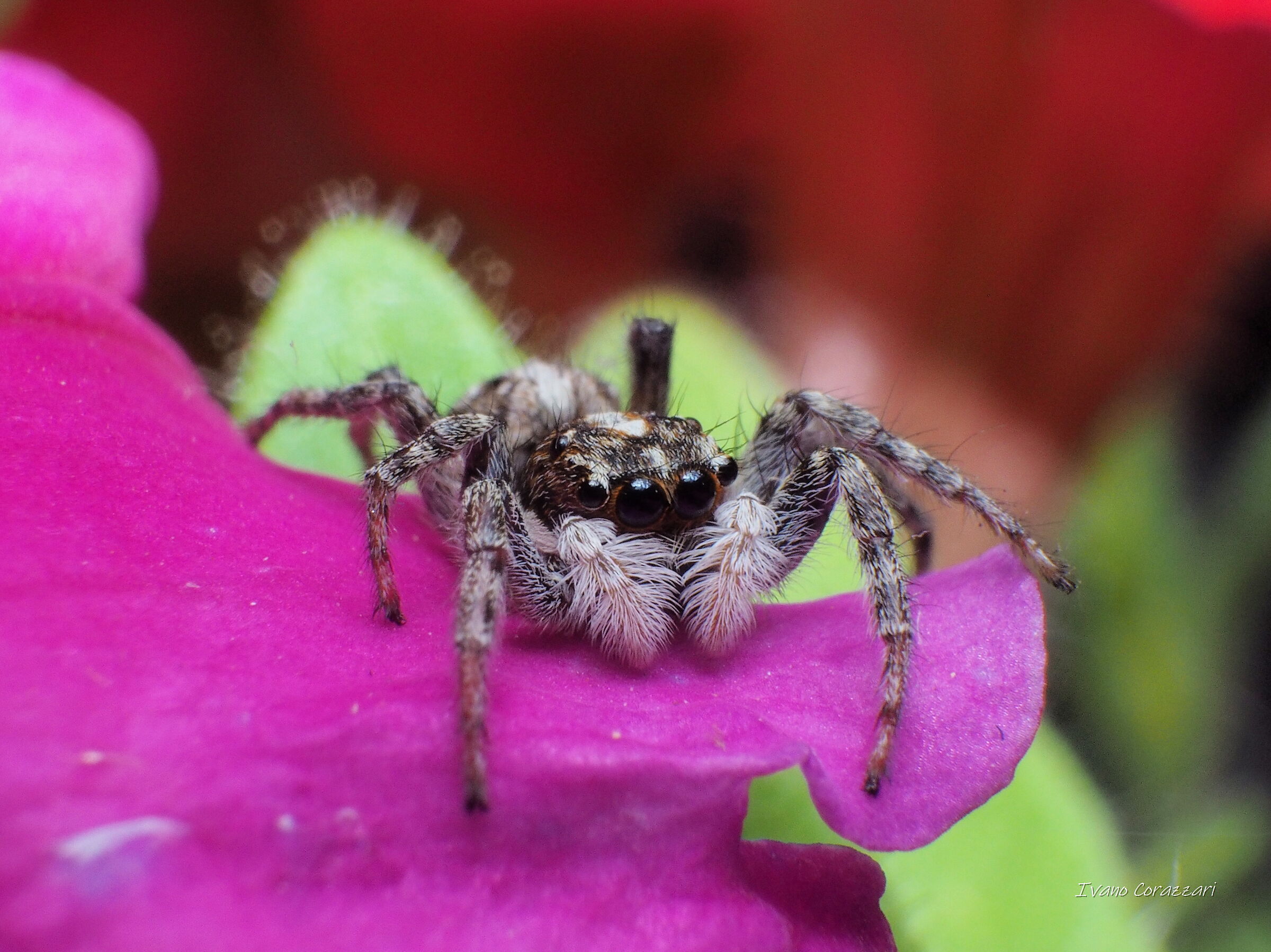 Salticidae