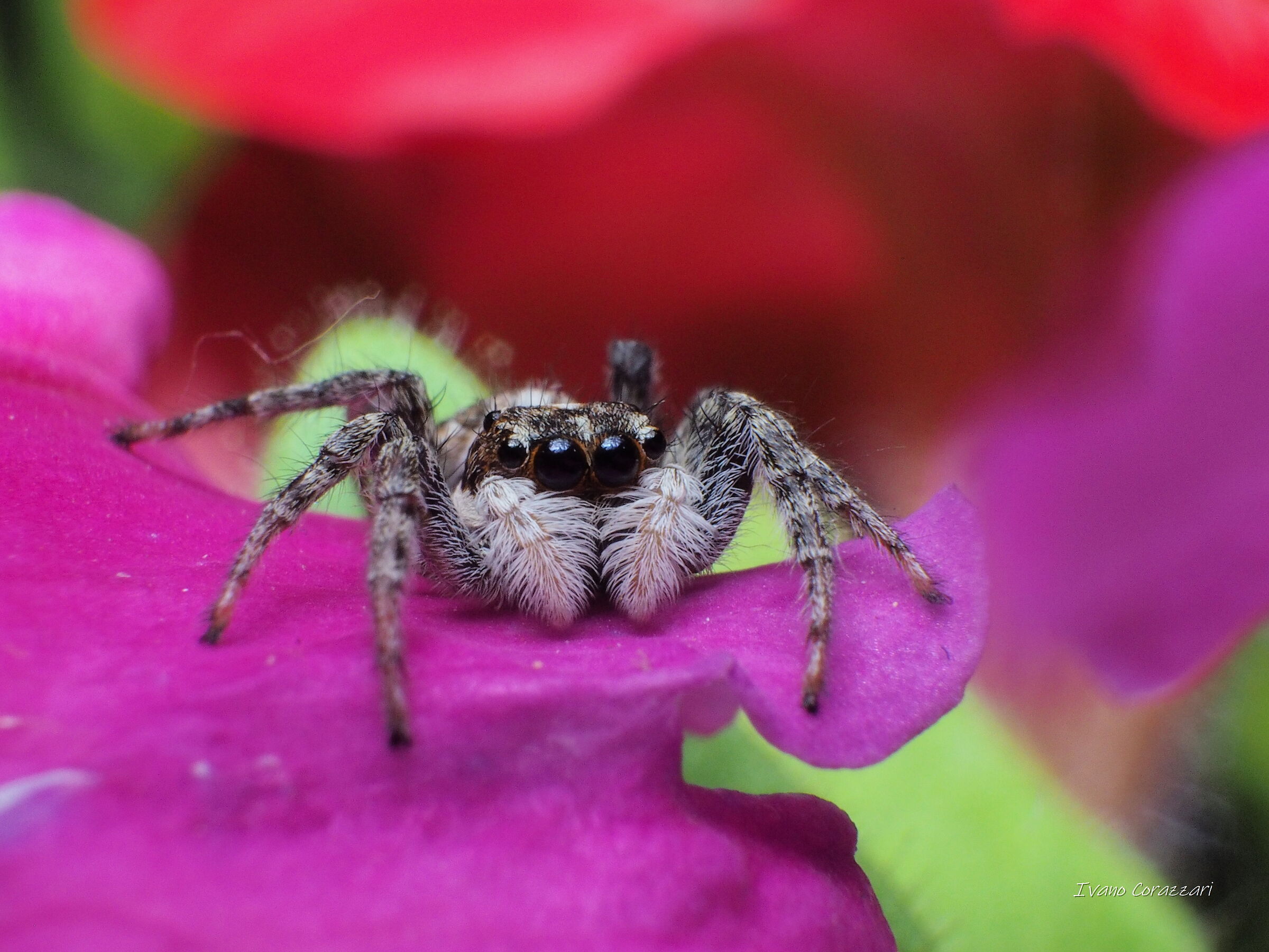 Salticidae