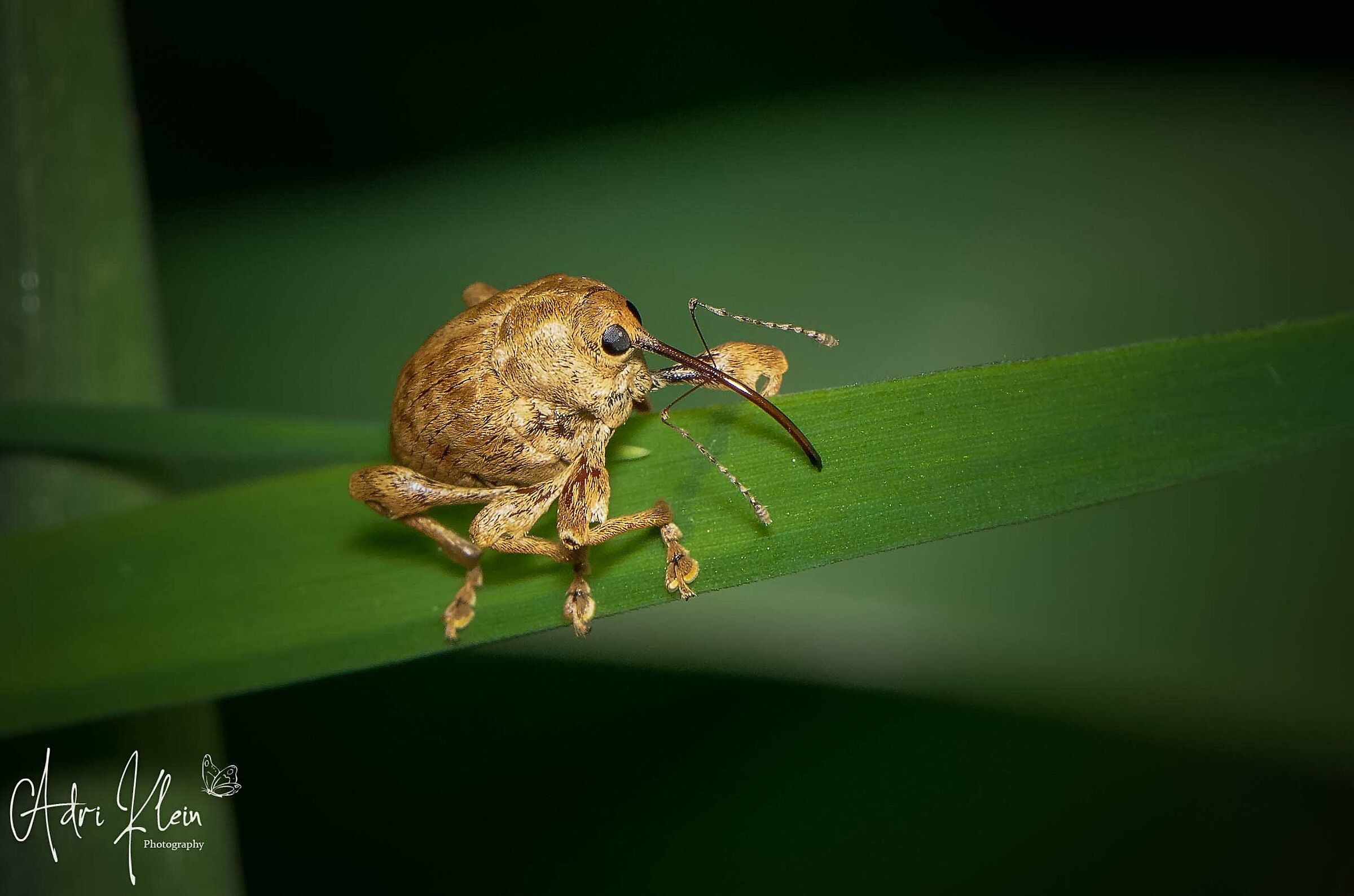 nut weevil