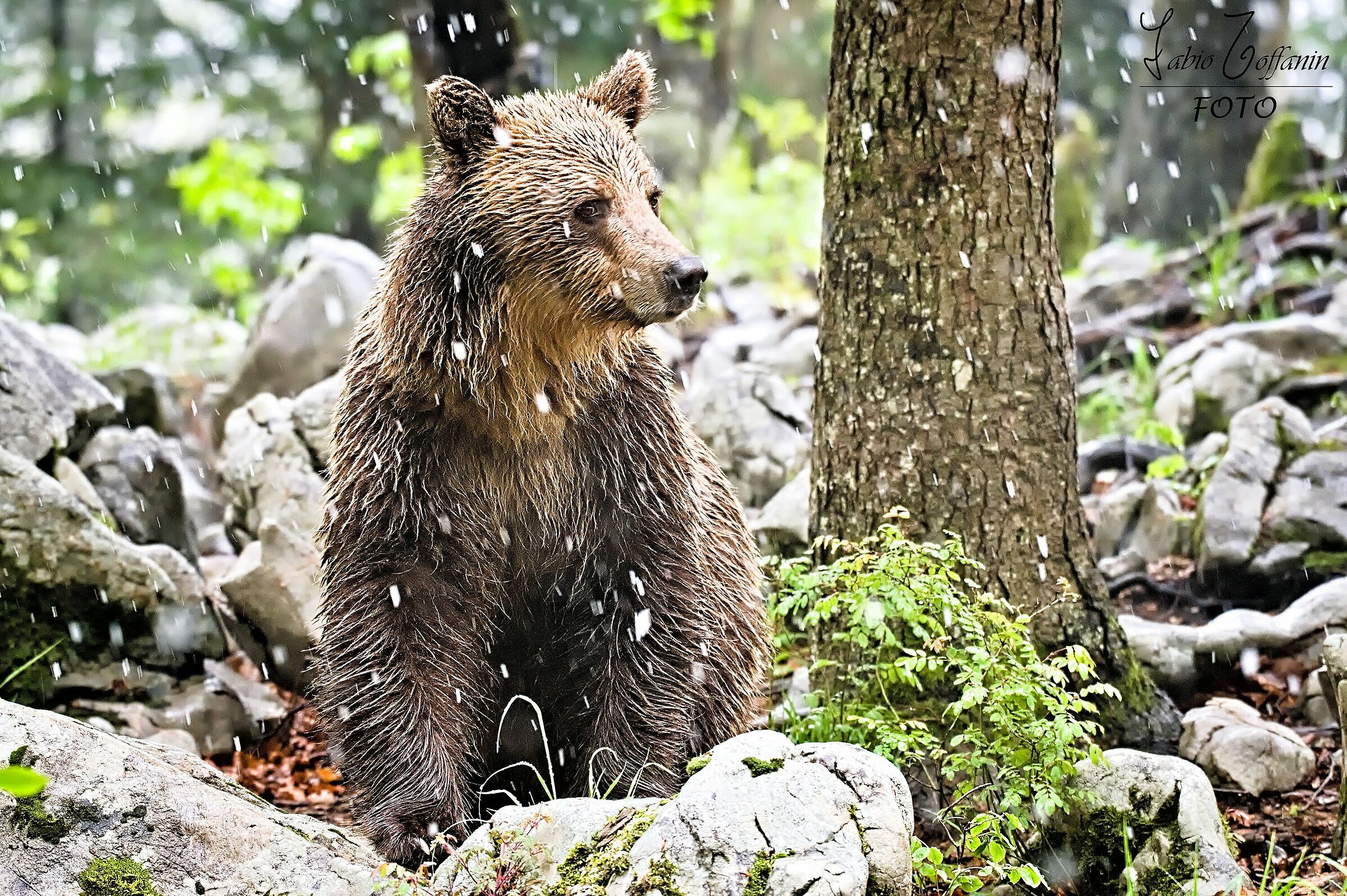 Nella nevicata alla ricerca di cibo