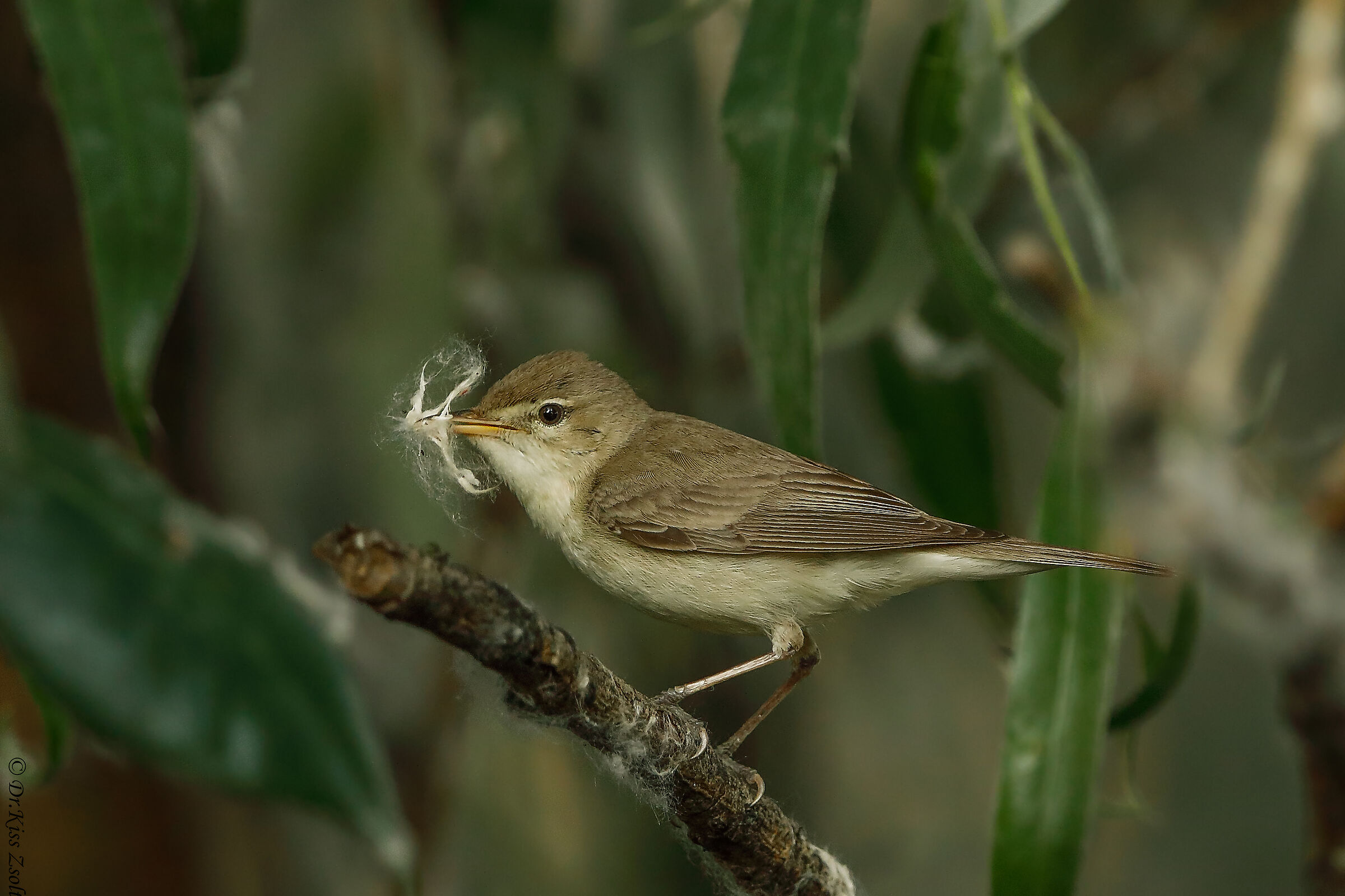 Eastern olivaceous warbler