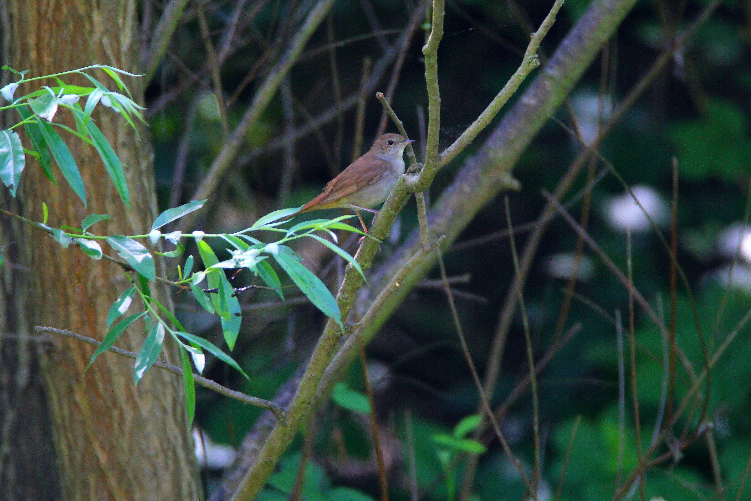 Usignolo (Luscinia Luscinia)