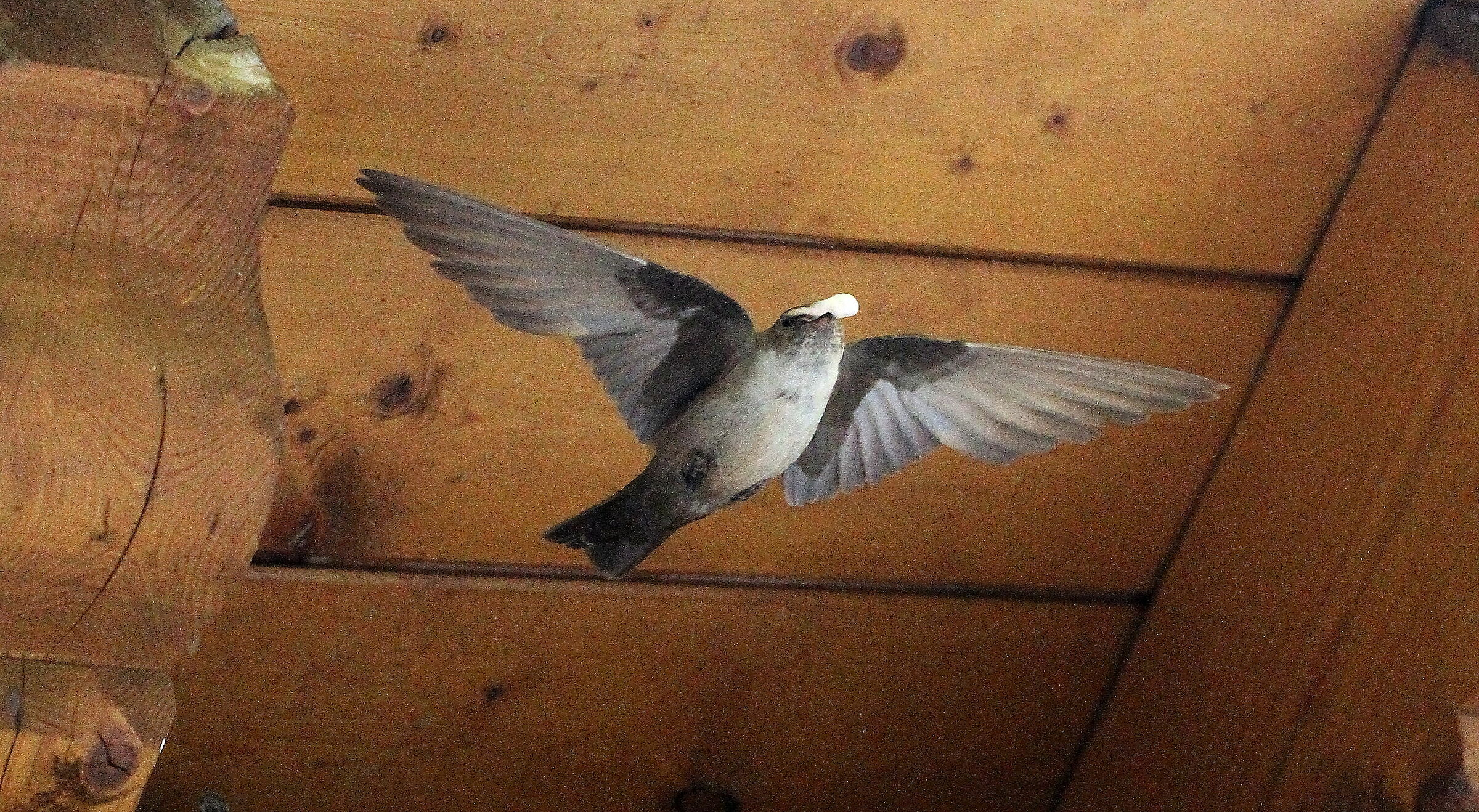 Rondine lascia il nido