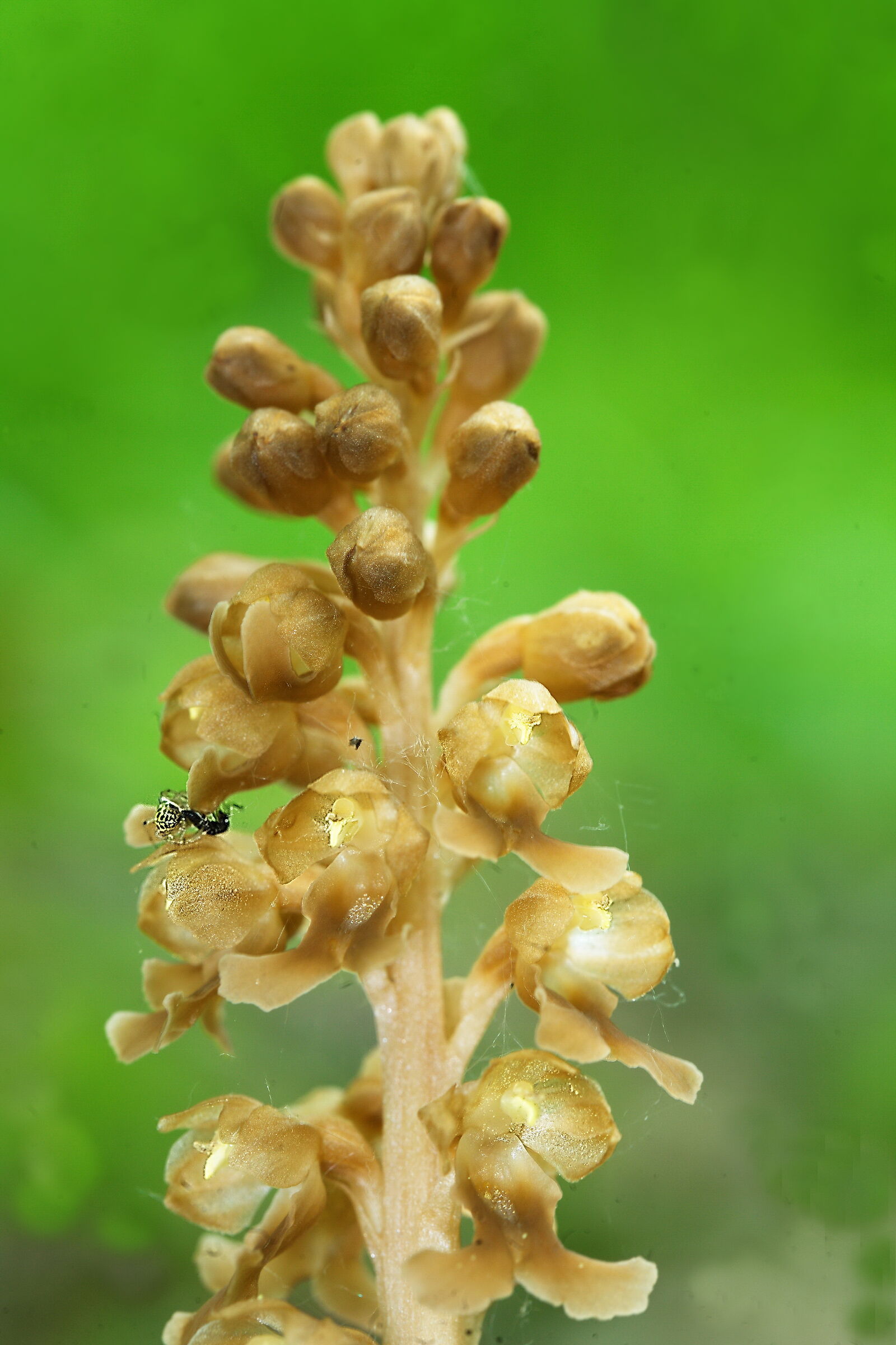 Neottia Nidus Avis, at the bottom you fight for life....