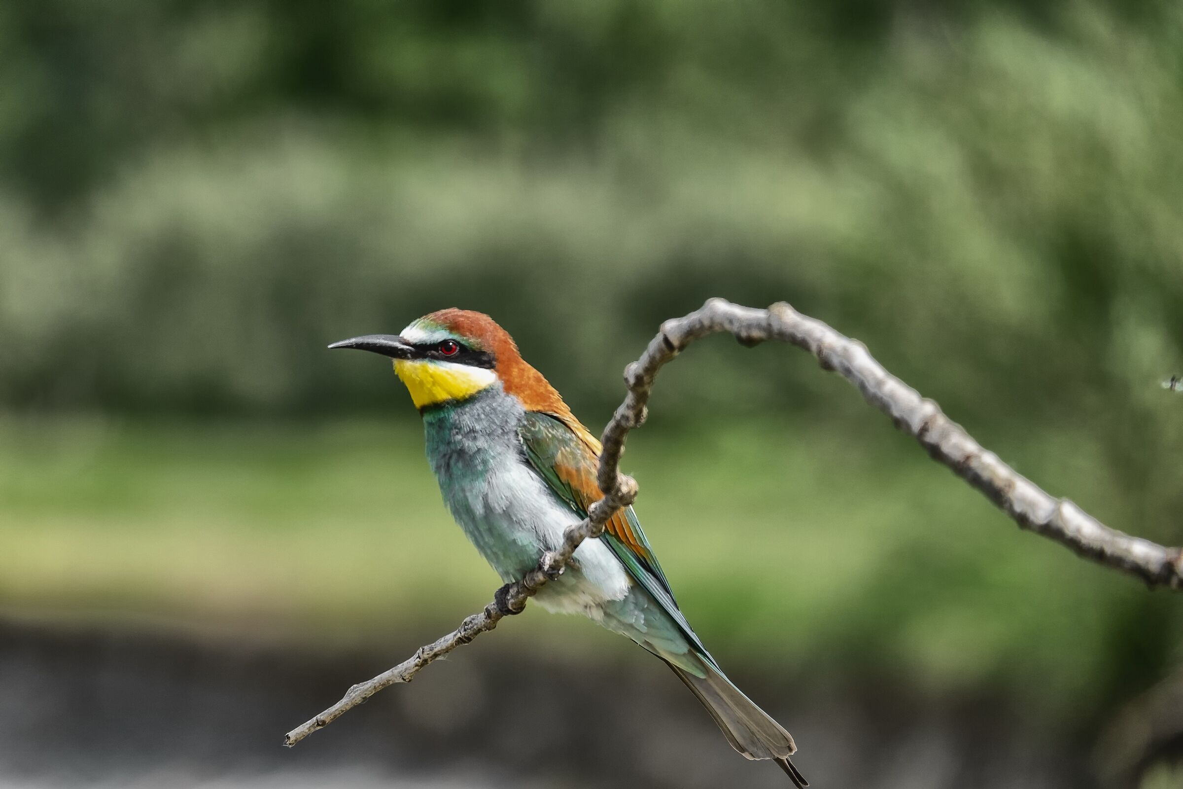 Ospiti desiderati sul fiume Magra